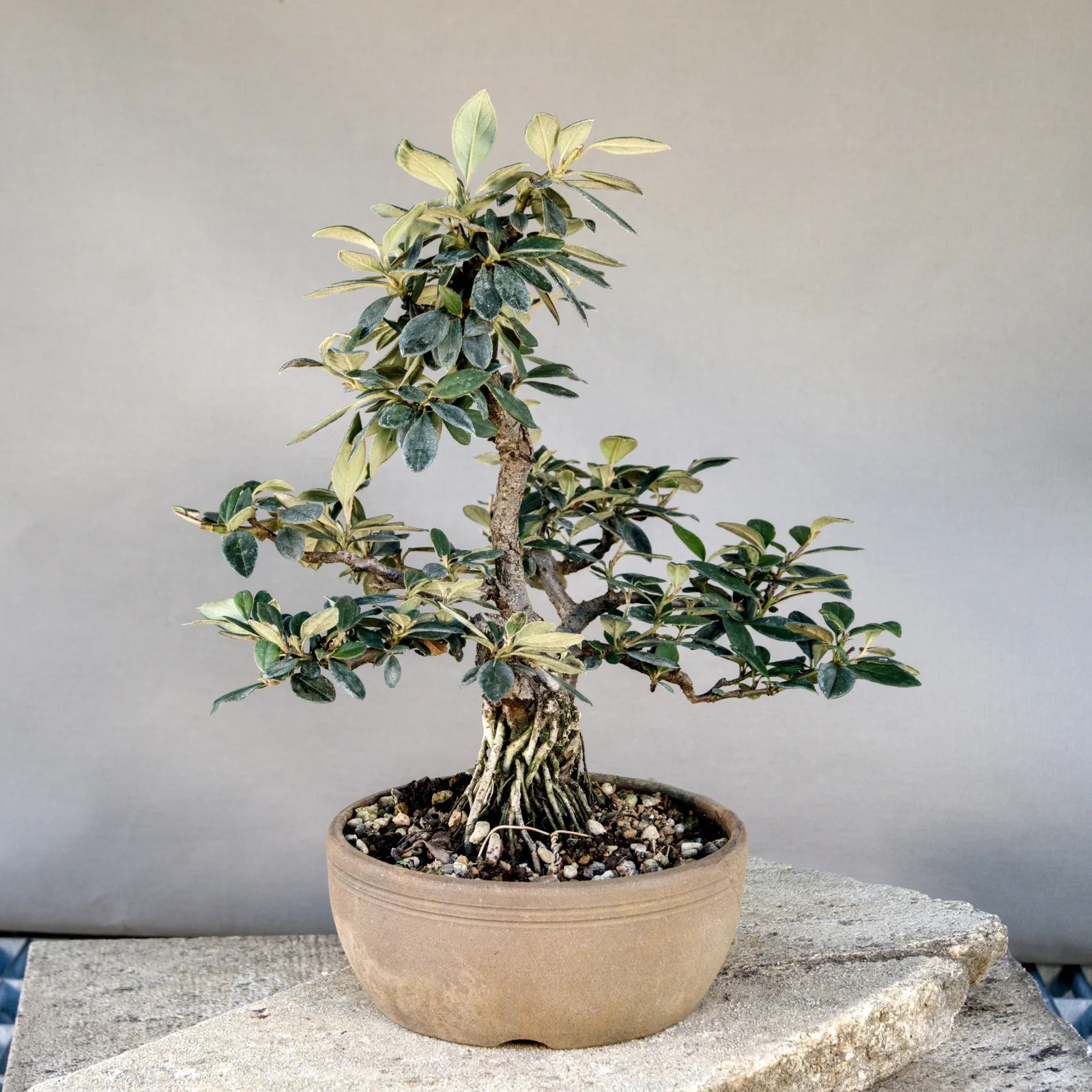 Bonsai di cotoneaster (Cotoneaster simonsii), multitronco, circa 10 anni, vista 3