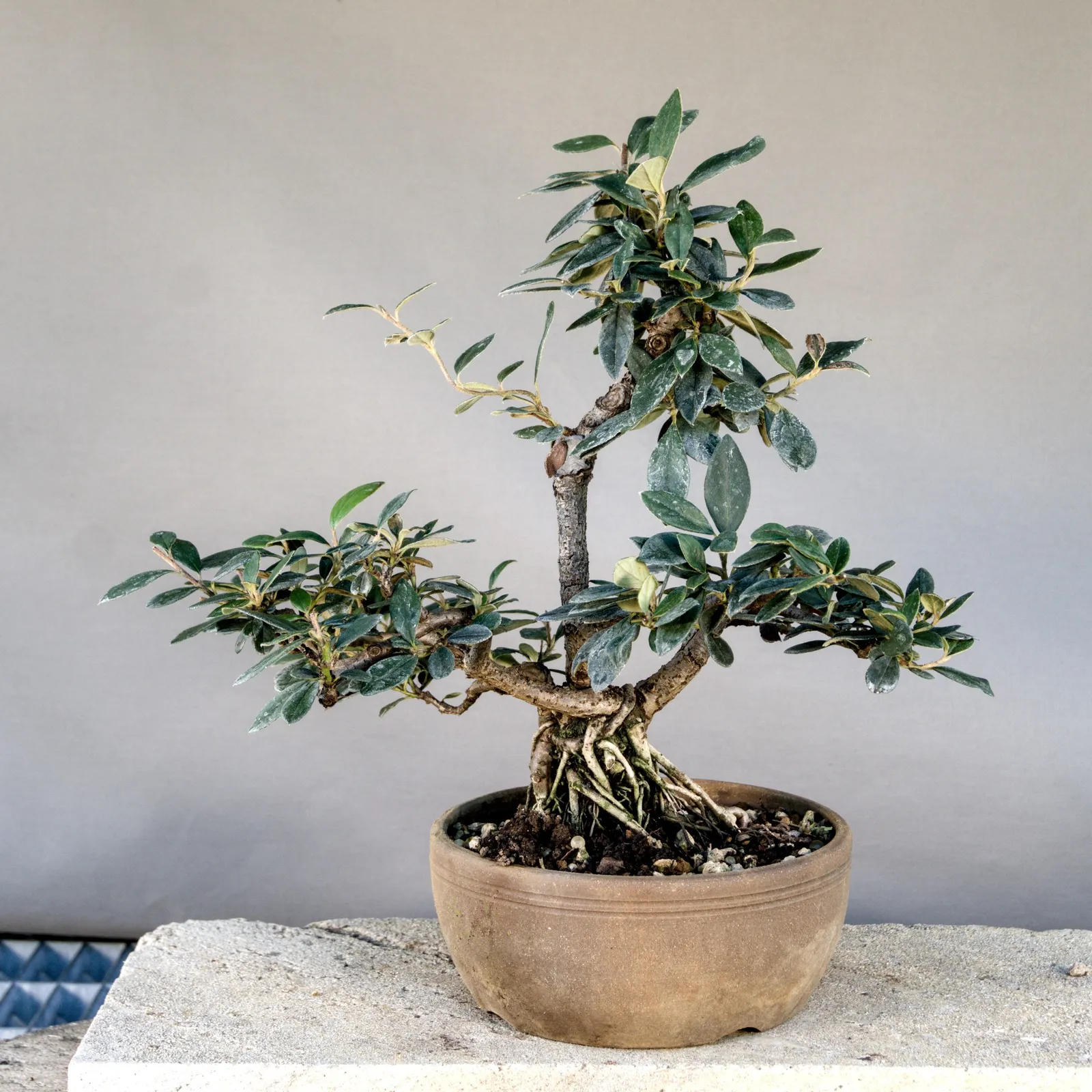 Bonsai di cotoneaster (Cotoneaster simonsii), multitronco, circa 10 anni, vista 4