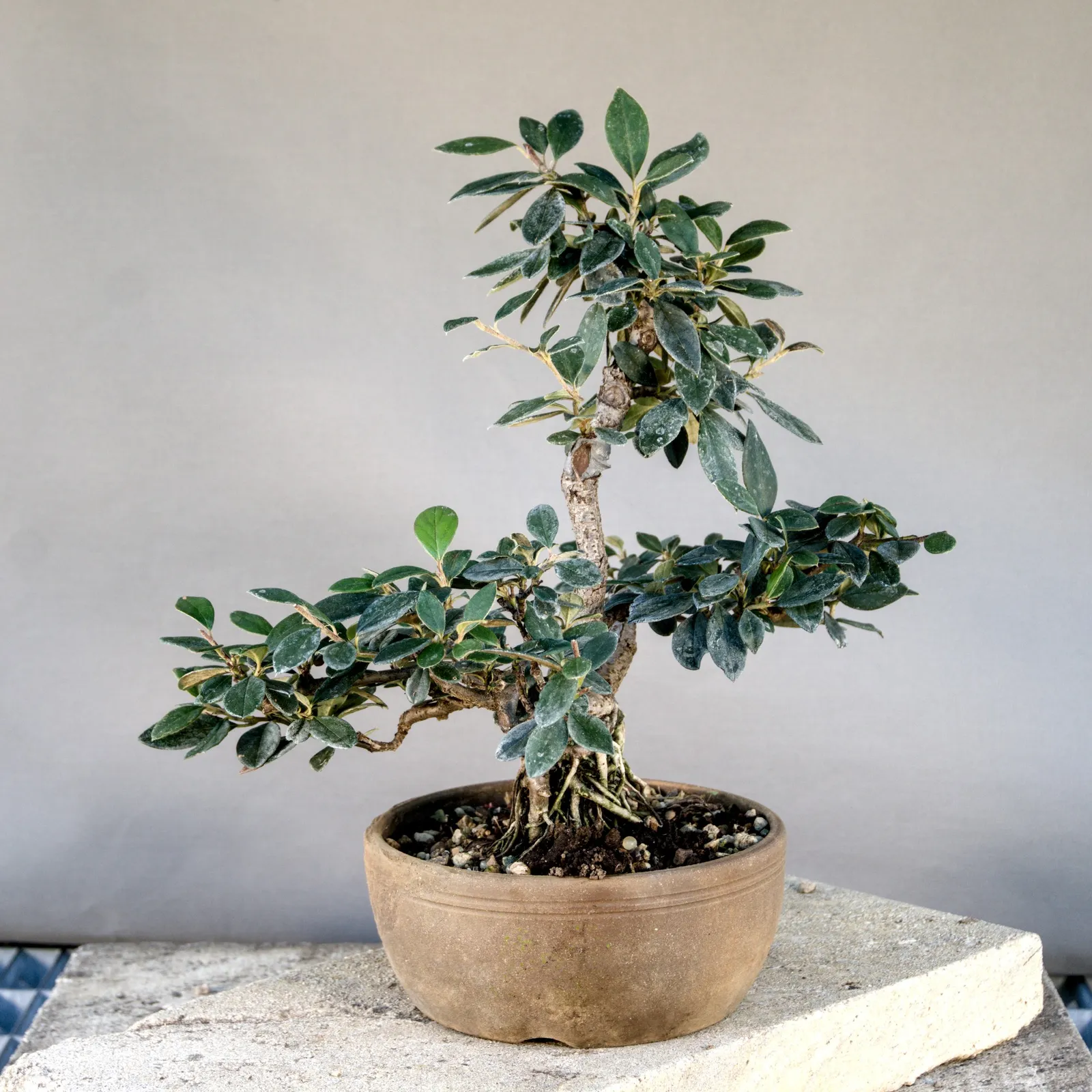 Bonsai di cotoneaster (Cotoneaster simonsii), multitronco, circa 10 anni, vista 5