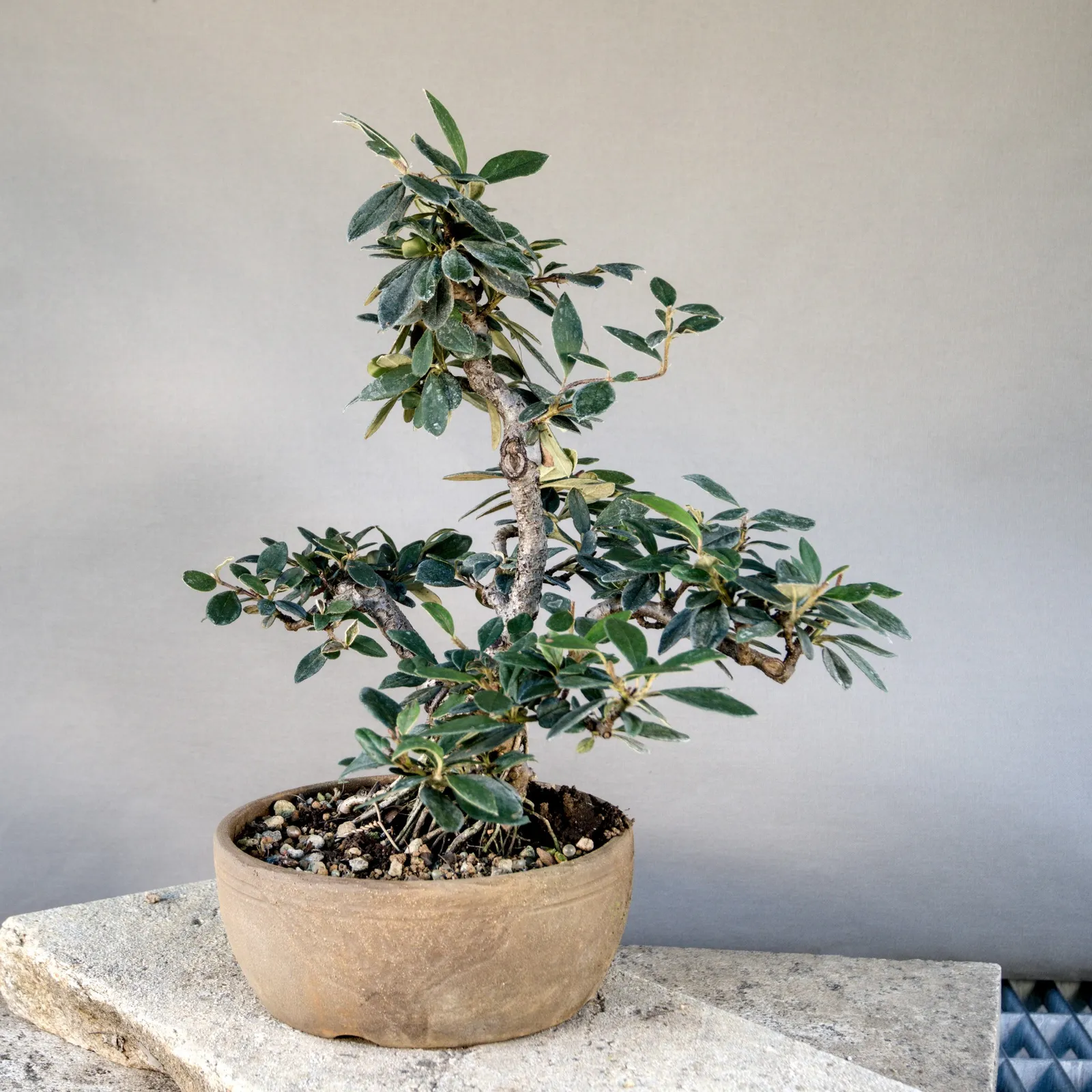 Bonsai di cotoneaster (Cotoneaster simonsii), multitronco, circa 10 anni, vista 6