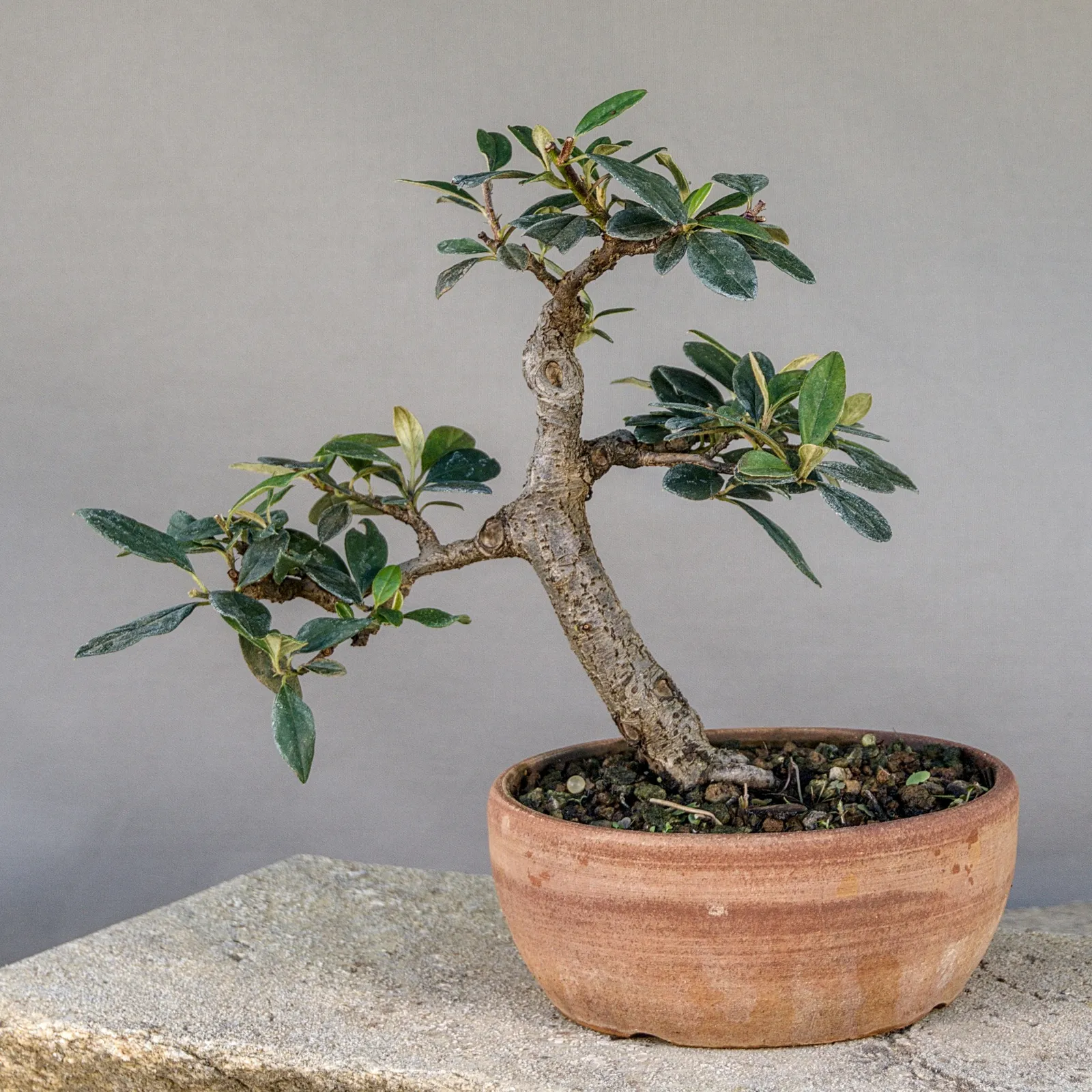 Bonsai di cotoneaster (Cotoneaster simonsii), eretto informale, circa 15 anni, vista 2