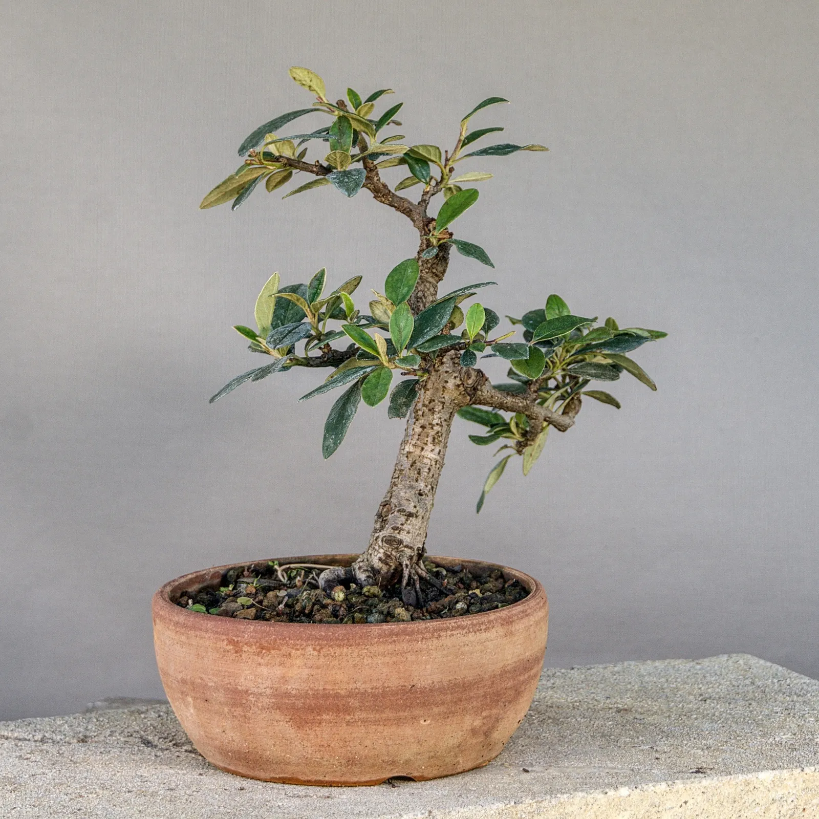 Bonsai di cotoneaster (Cotoneaster simonsii), eretto informale, circa 15 anni, vista 4
