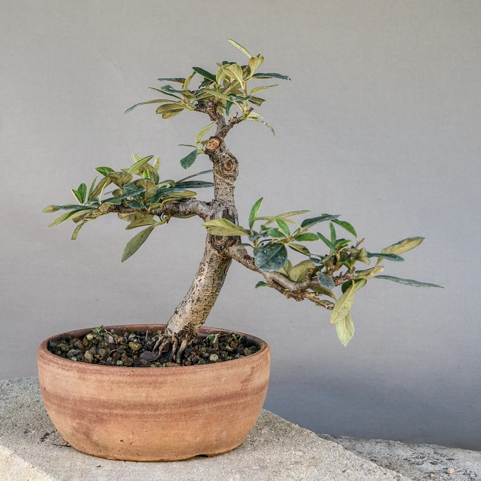 Bonsai di cotoneaster (Cotoneaster simonsii), eretto informale, circa 15 anni, vista 5