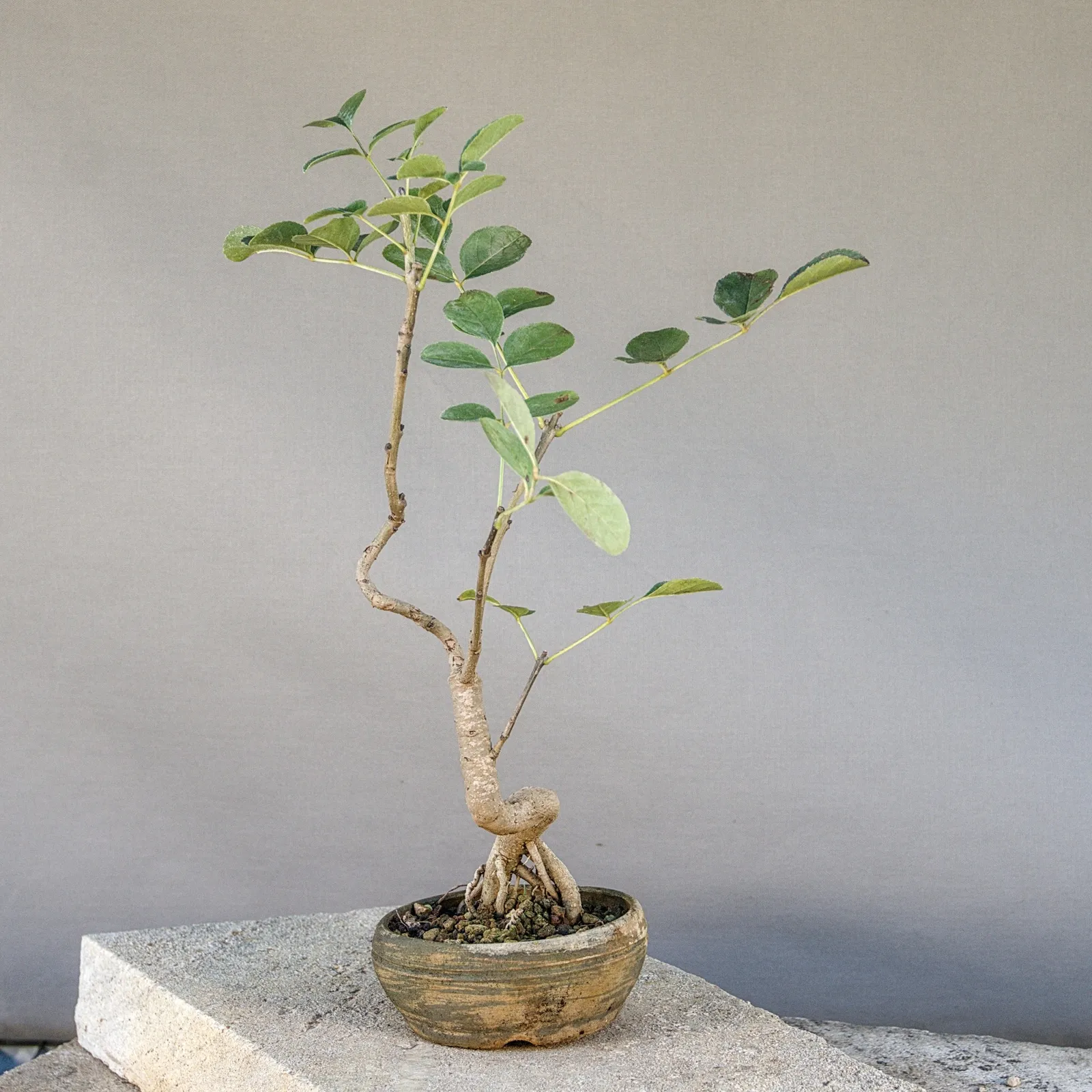 Bonsai di frassino (Fraxinus ornus, orniello), tronco sinuoso, circa 5 anni, vista 2