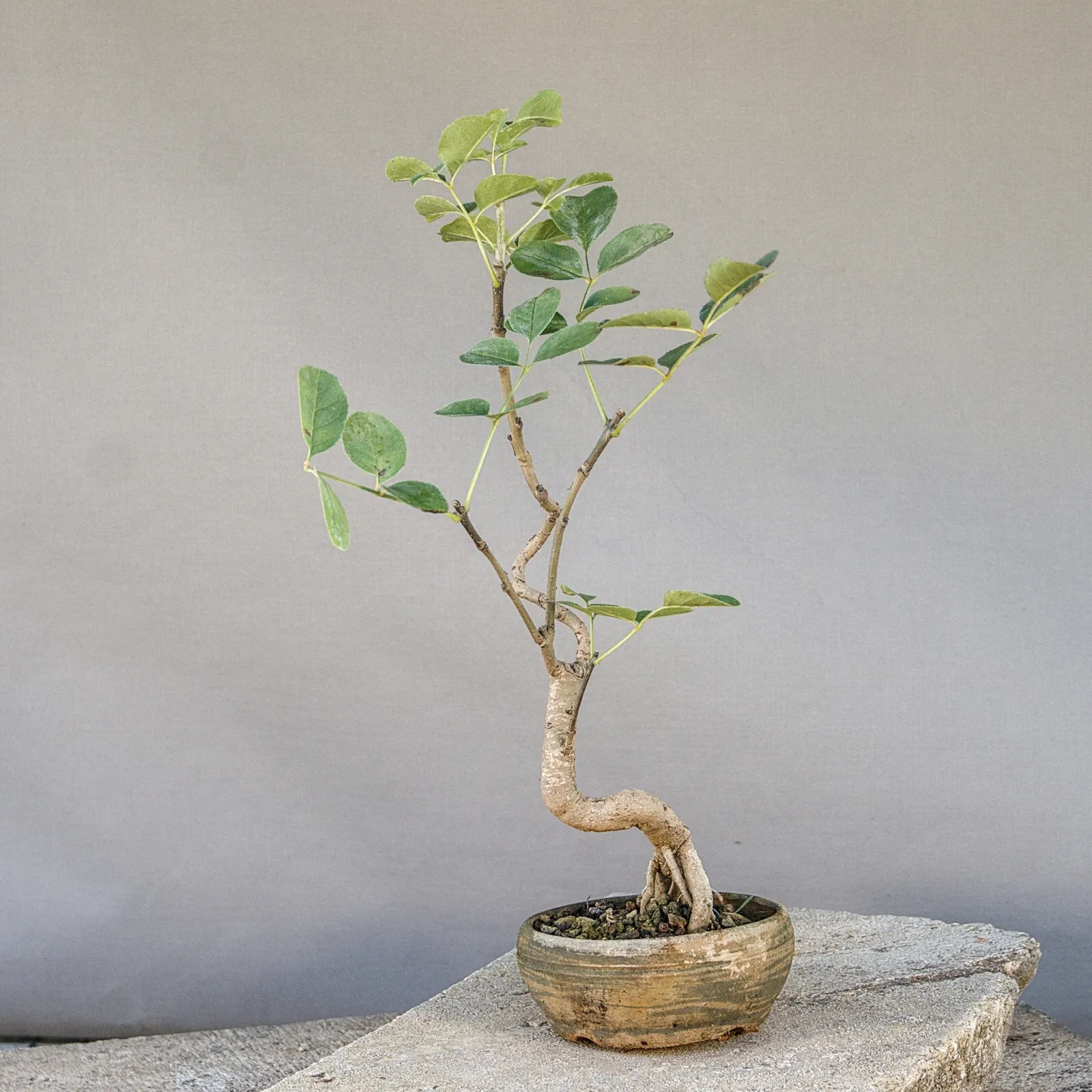 Bonsai di frassino (Fraxinus ornus, orniello), tronco sinuoso, circa 5 anni, vista 3