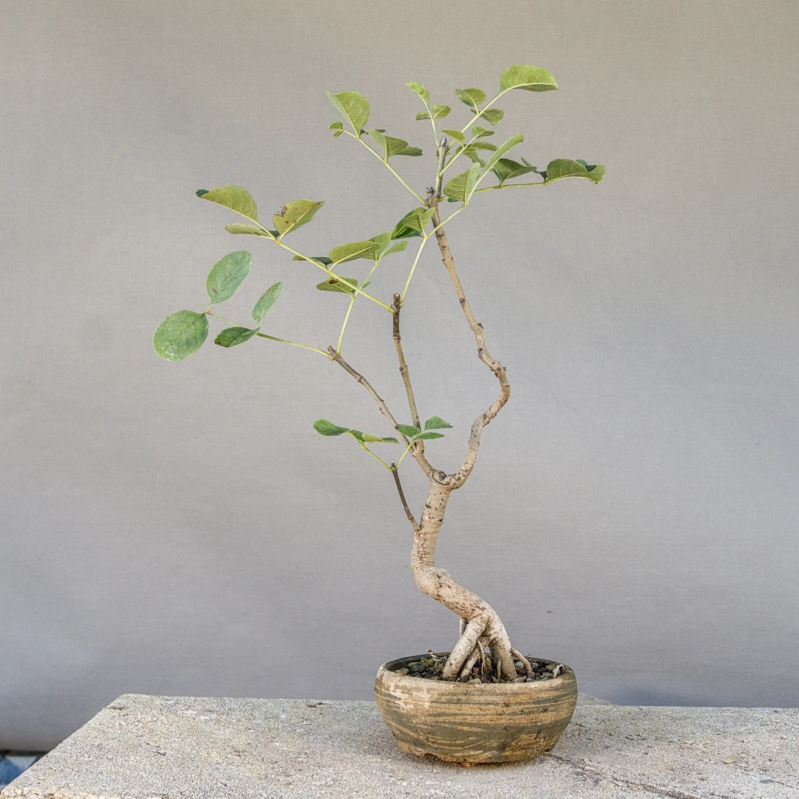 Bonsai di frassino (Fraxinus ornus, orniello), tronco sinuoso, circa 5 anni, vista 5