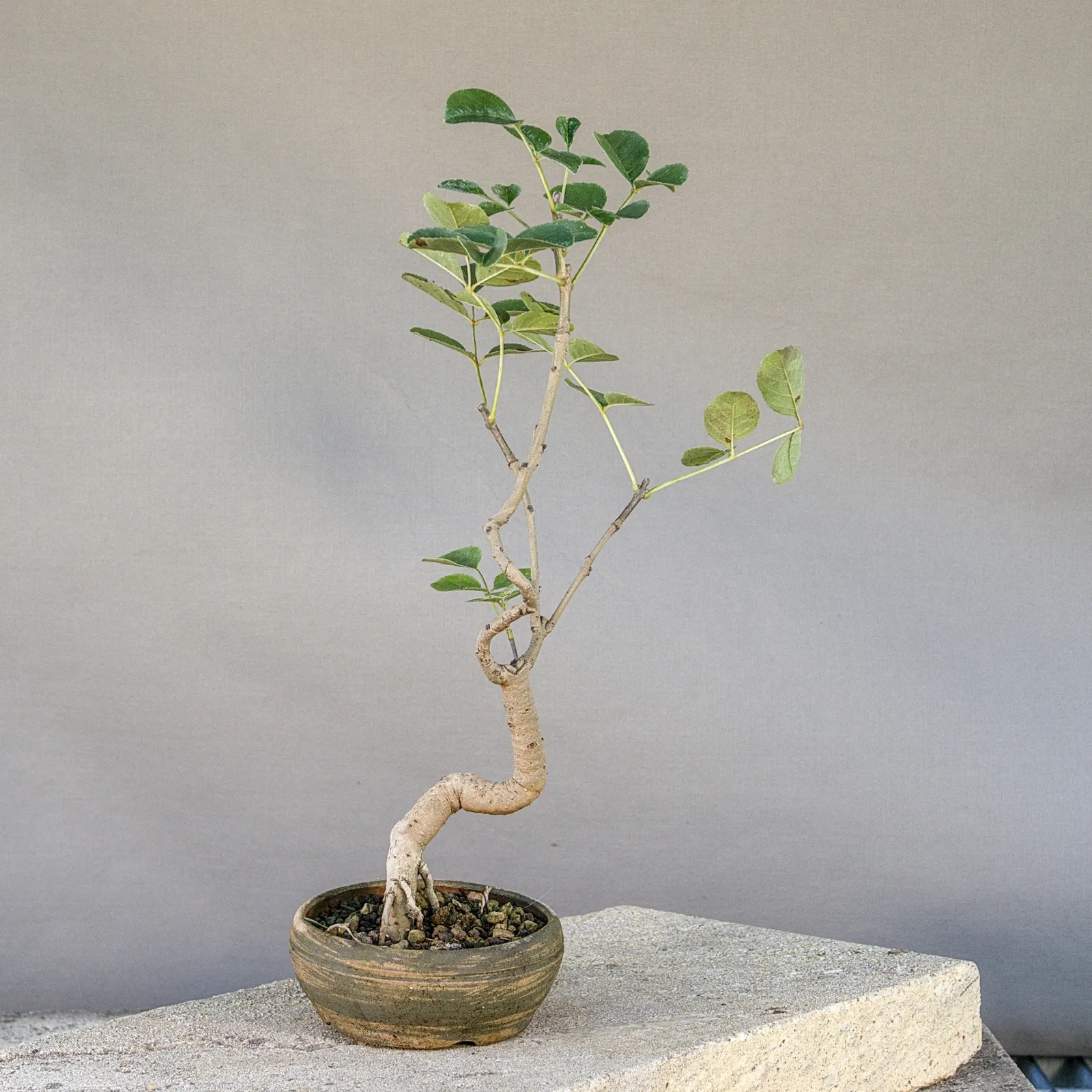 Bonsai di frassino (Fraxinus ornus, orniello), tronco sinuoso, circa 5 anni, vista 6