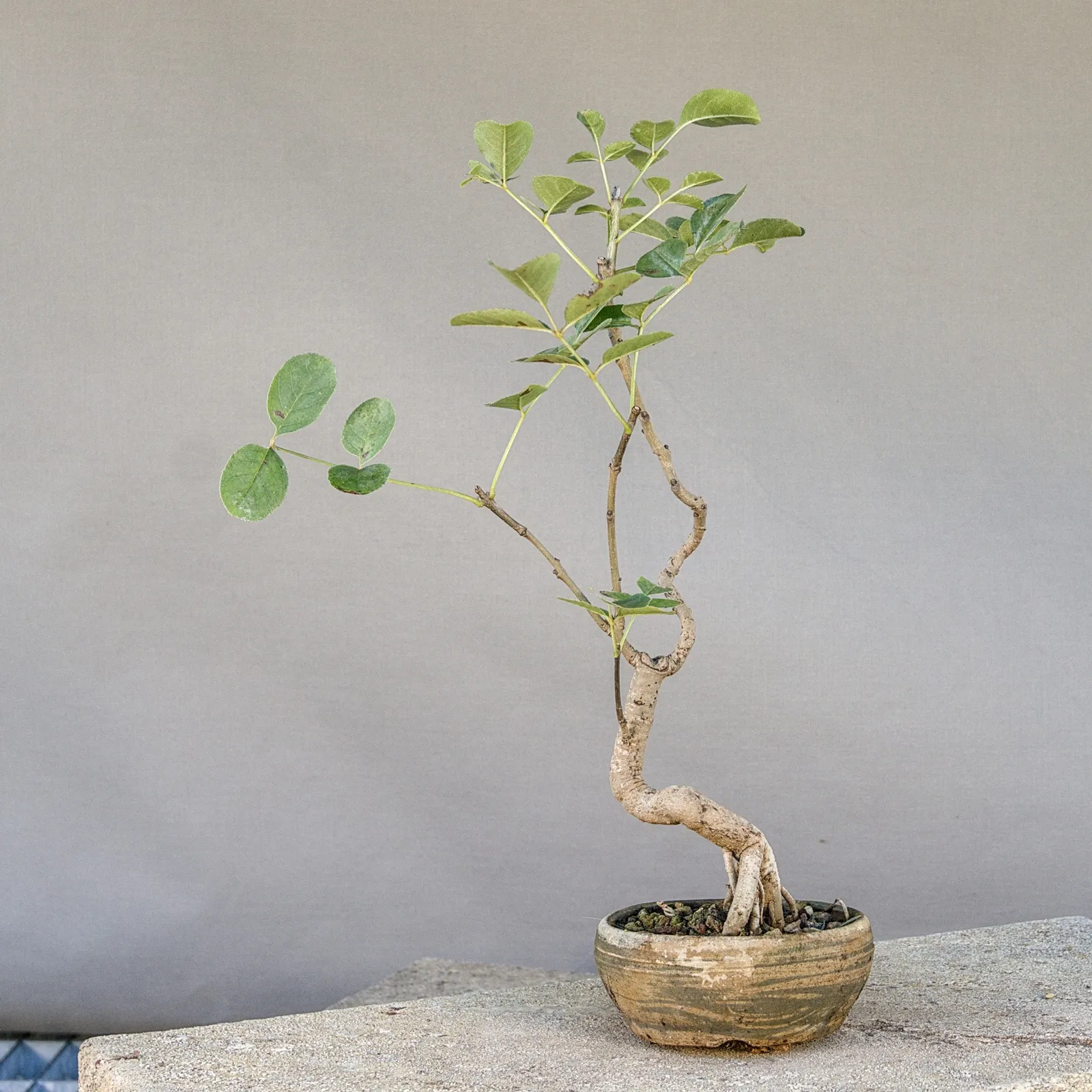 Bonsai di frassino (Fraxinus ornus, orniello), tronco sinuoso, circa 5 anni, vista 4