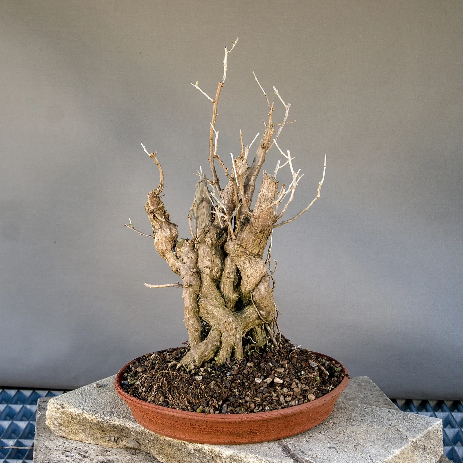 Bonsai di goji (Lycium barbarum), yardadori, circa 15 anni, vista 2