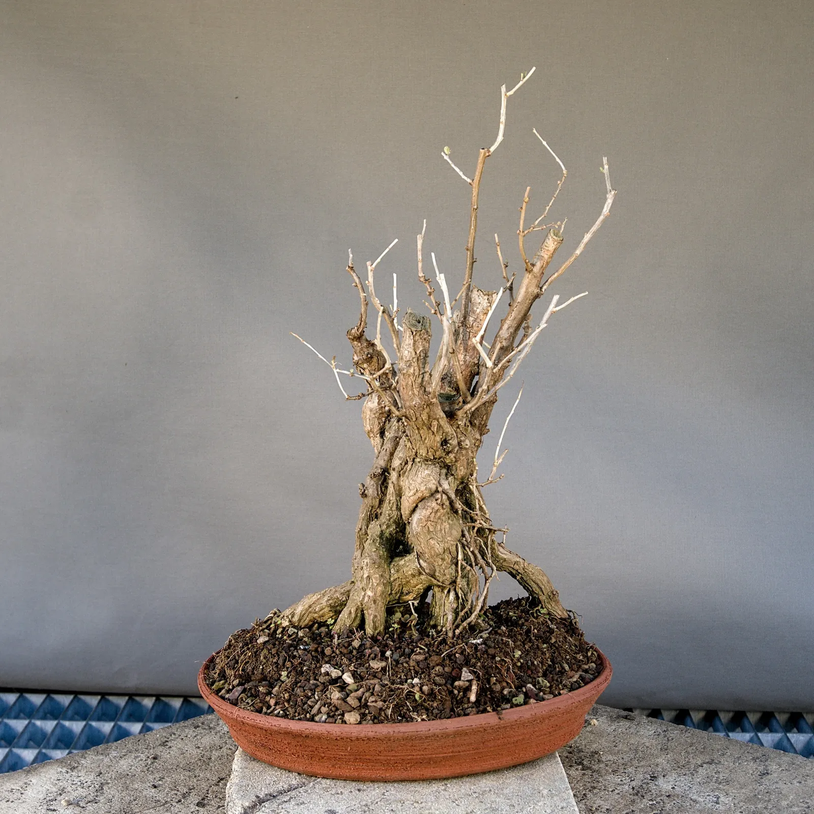 Bonsai di goji (Lycium barbarum), yardadori, circa 15 anni, vista 3