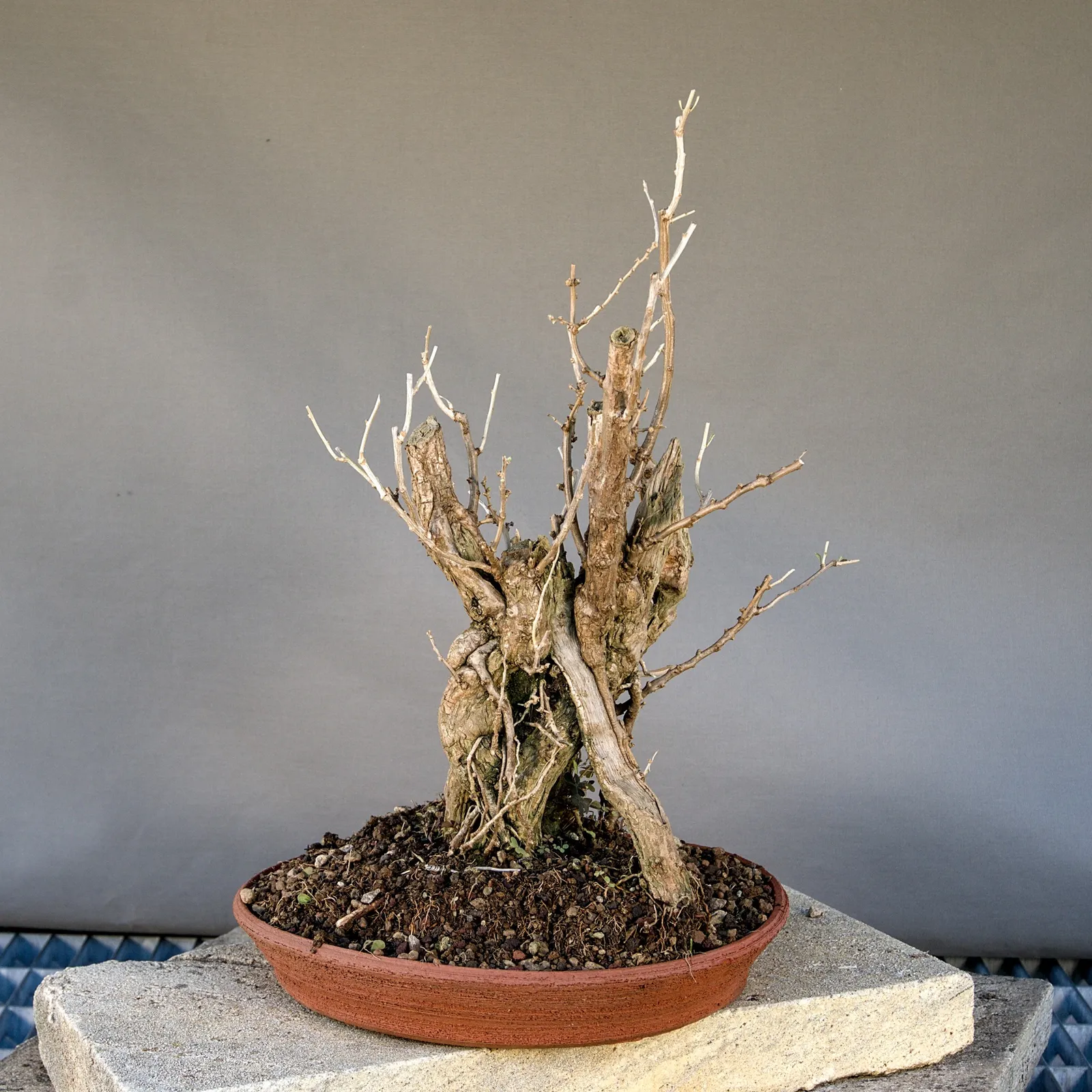 Bonsai di goji (Lycium barbarum), yardadori, circa 15 anni, vista 4