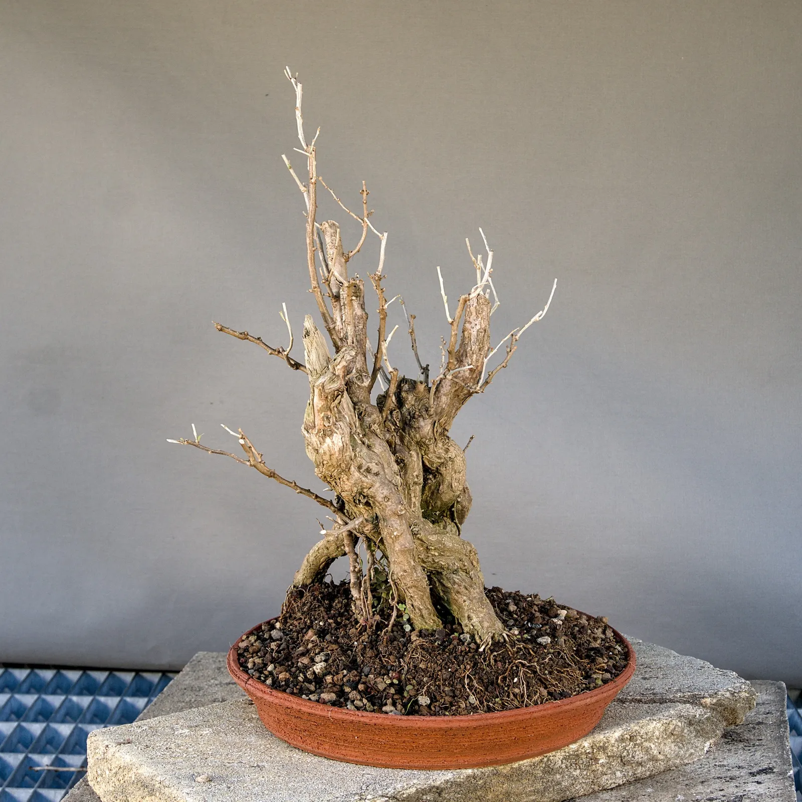 Bonsai di goji (Lycium barbarum), yardadori, circa 15 anni, vista 6