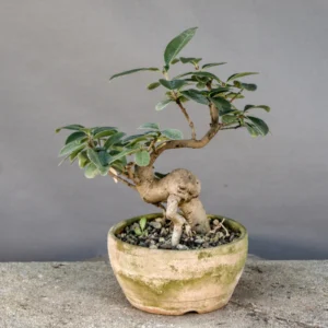 Bonsai di ligustro (Ligustrum vulgare), yamadori, circa 8 anni, fronte