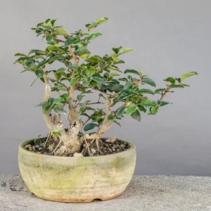 Bonsai di ligustro (Ligustrum vulgare), a ceppaia, circa 8 anni, fronte