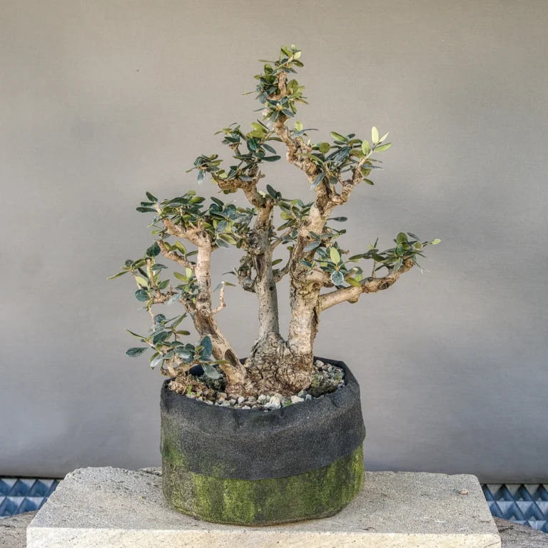 Bonsai di olivastro (Olea europaea sylvestris), circa 30 anni, fronte