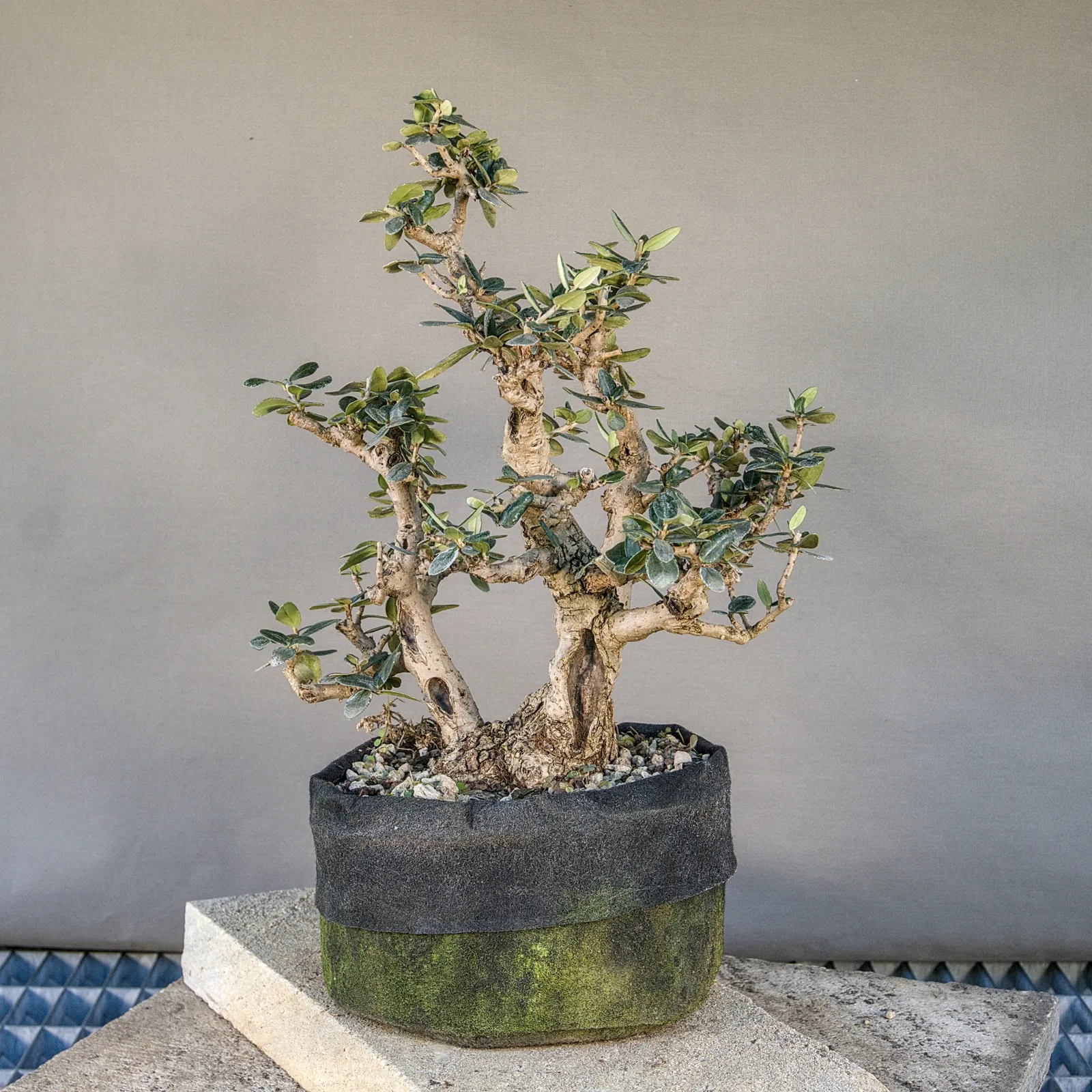 Bonsai di olivastro (Olea europaea sylvestris), circa 30 anni, vista 2