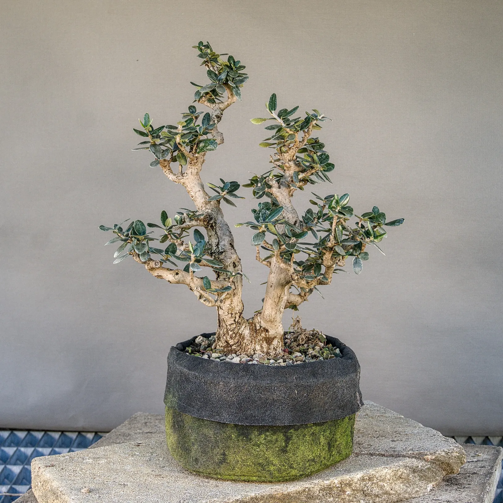 Bonsai di olivastro (Olea europaea sylvestris), circa 30 anni, vista 4