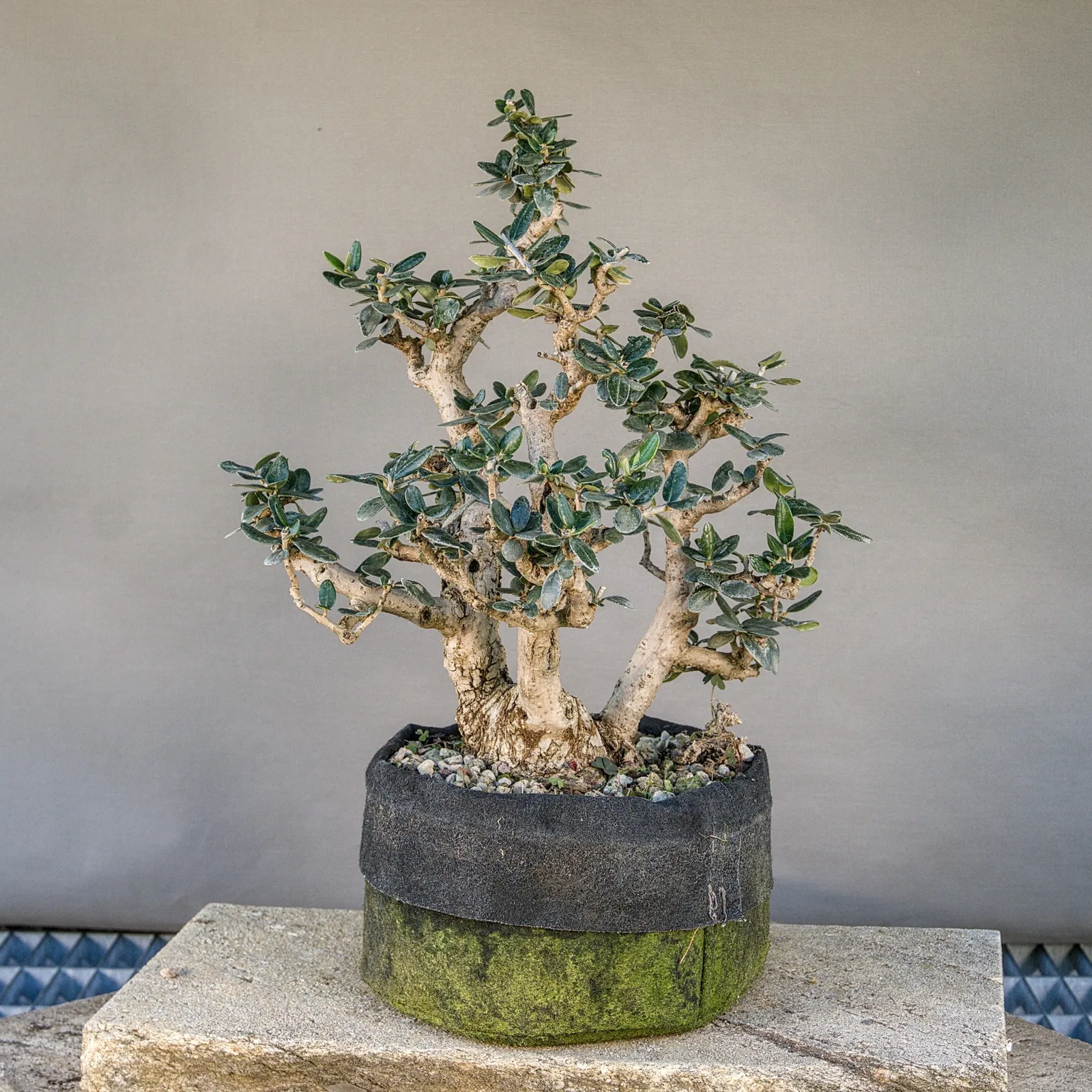 Bonsai di olivastro (Olea europaea sylvestris), circa 30 anni, vista 5
