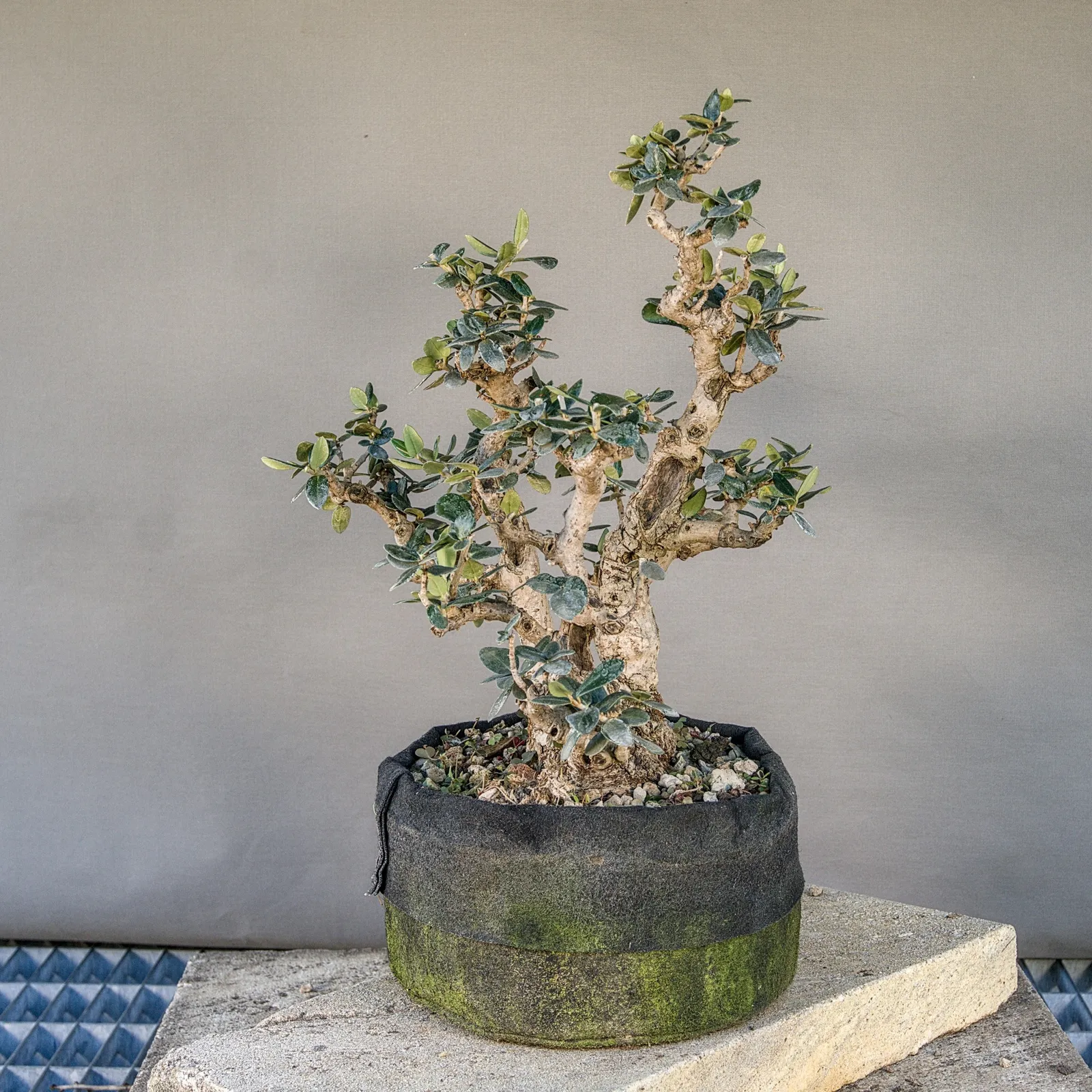 Bonsai di olivastro (Olea europaea sylvestris), circa 30 anni, vista 6
