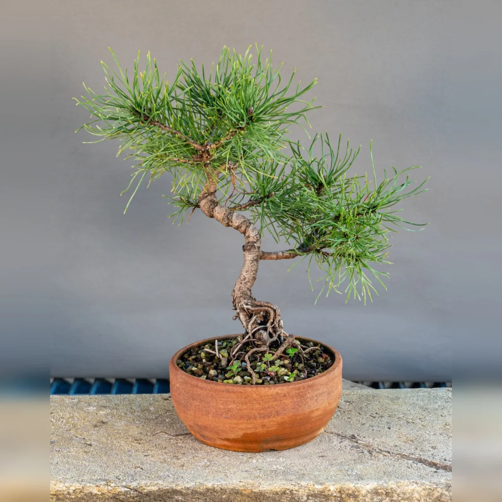 Bonsai di pino mugo (Pinus mugo), tronco curvo, circa 6 anni, fronte