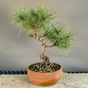 Bonsai di pino mugo (Pinus mugo), tronco curvo, circa 6 anni, fronte