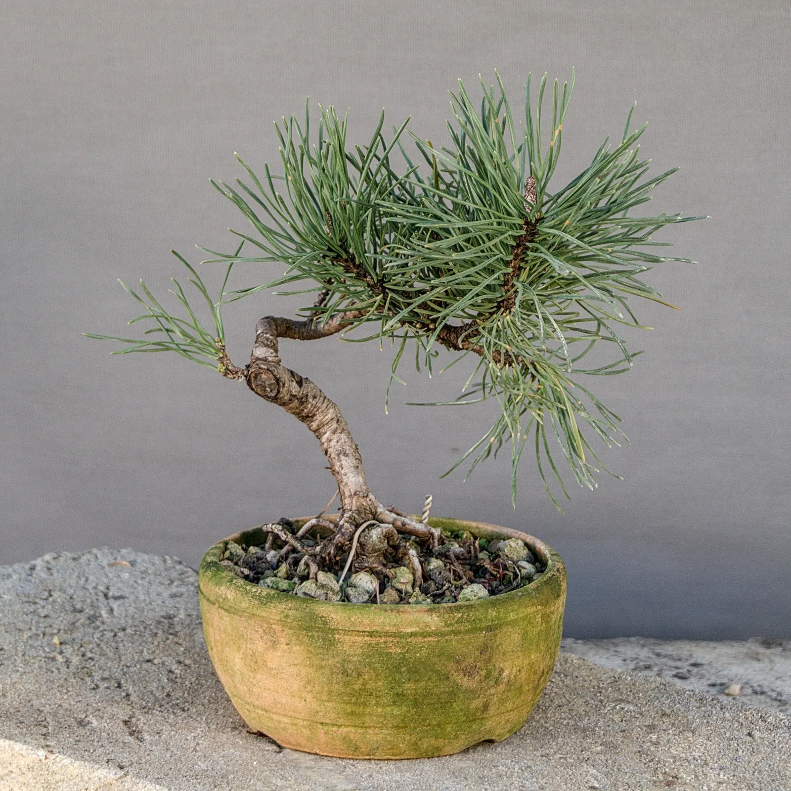Bonsai di pino mugo (Pinus mugo), compatto, circa 6 anni, vista 2