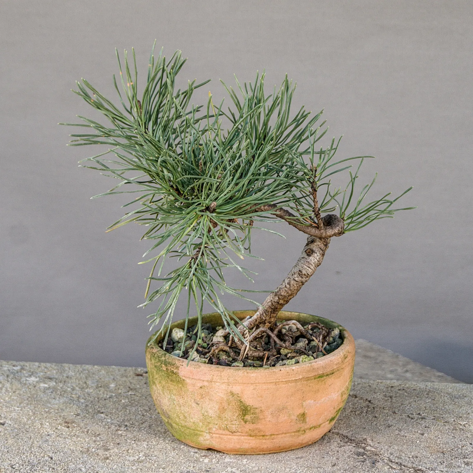Bonsai di pino mugo (Pinus mugo), compatto, circa 6 anni, vista 4