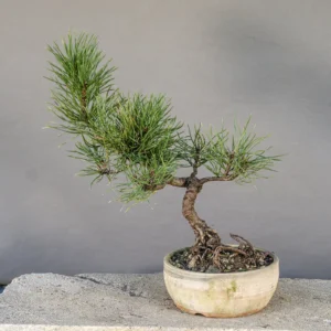 Bonsai di pino mugo (Pinus mugo), chioma bassa e aperta, circa 6 anni, fronte