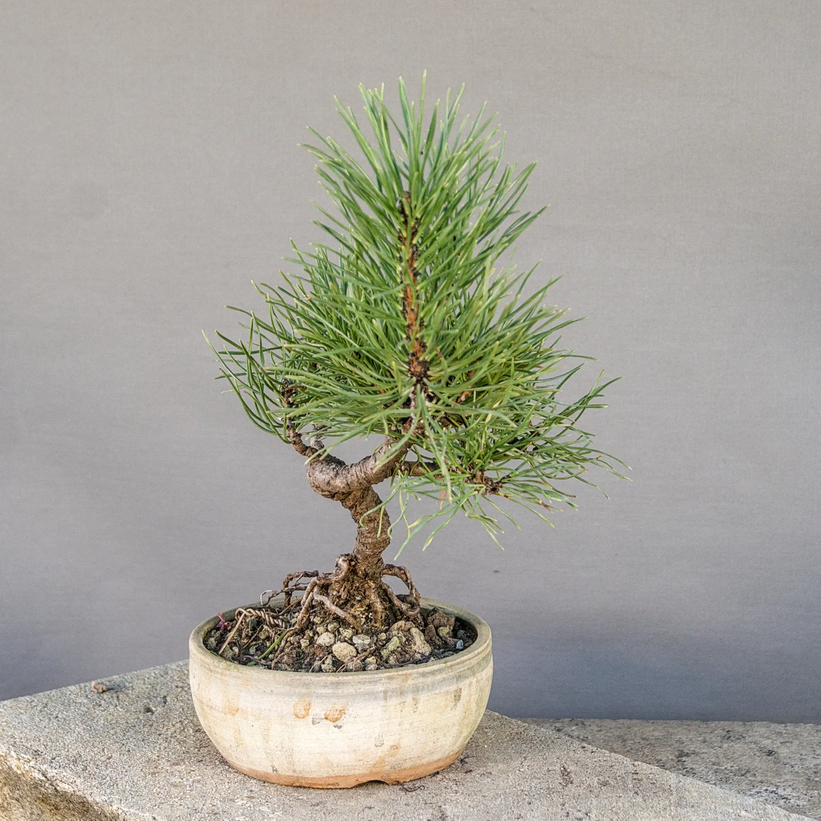 Bonsai di pino mugo (Pinus mugo), chioma bassa e aperta, circa 6 anni, vista 5