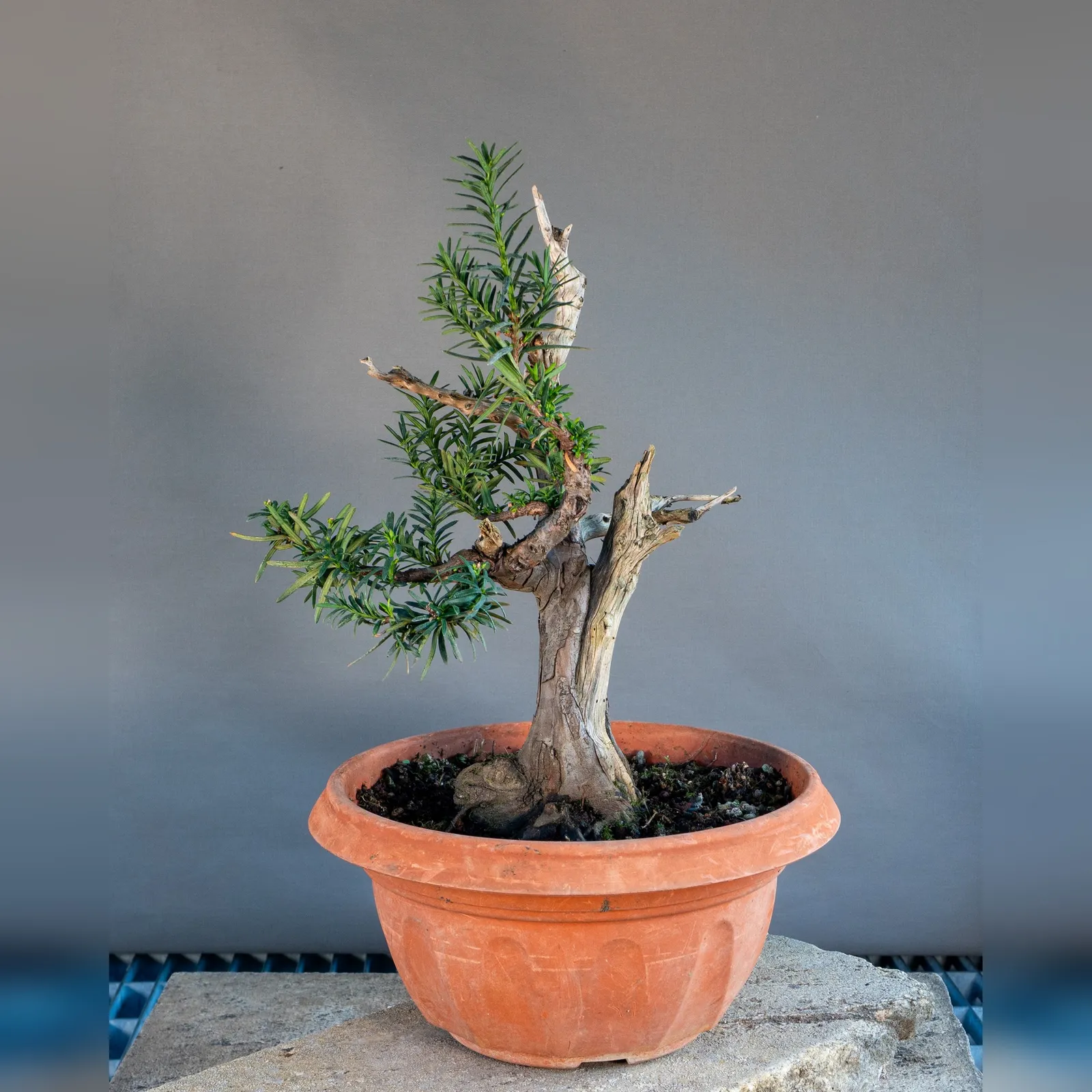 Bonsai di tasso (Taxus baccata) con legno secco, circa 20 anni, vista laterale
