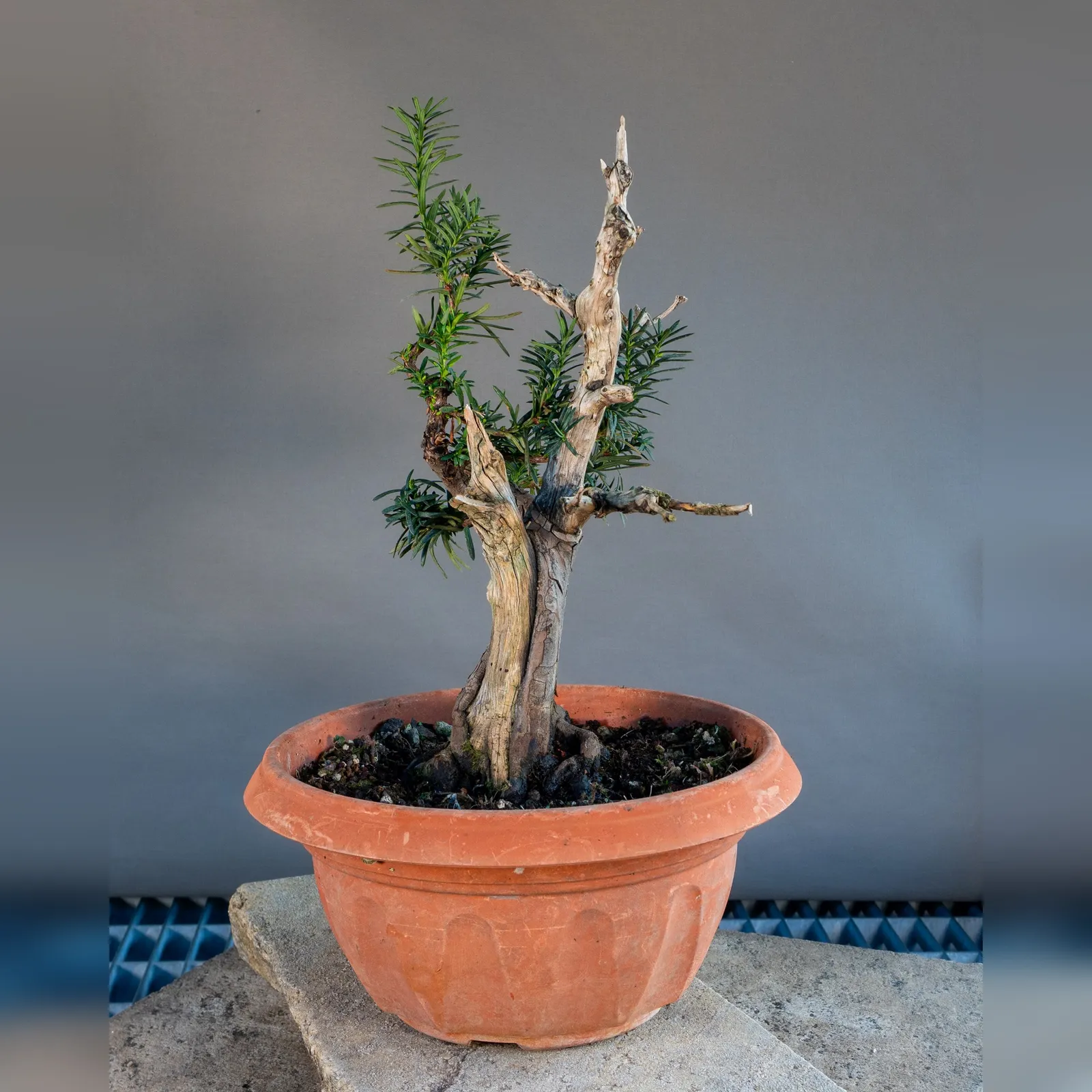Bonsai di tasso (Taxus baccata) con legno secco, circa 20 anni, legno secco sul tronco