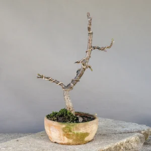 Bonsai di tiglio (Tilia cordata), filato, circa 5 anni, vista 4