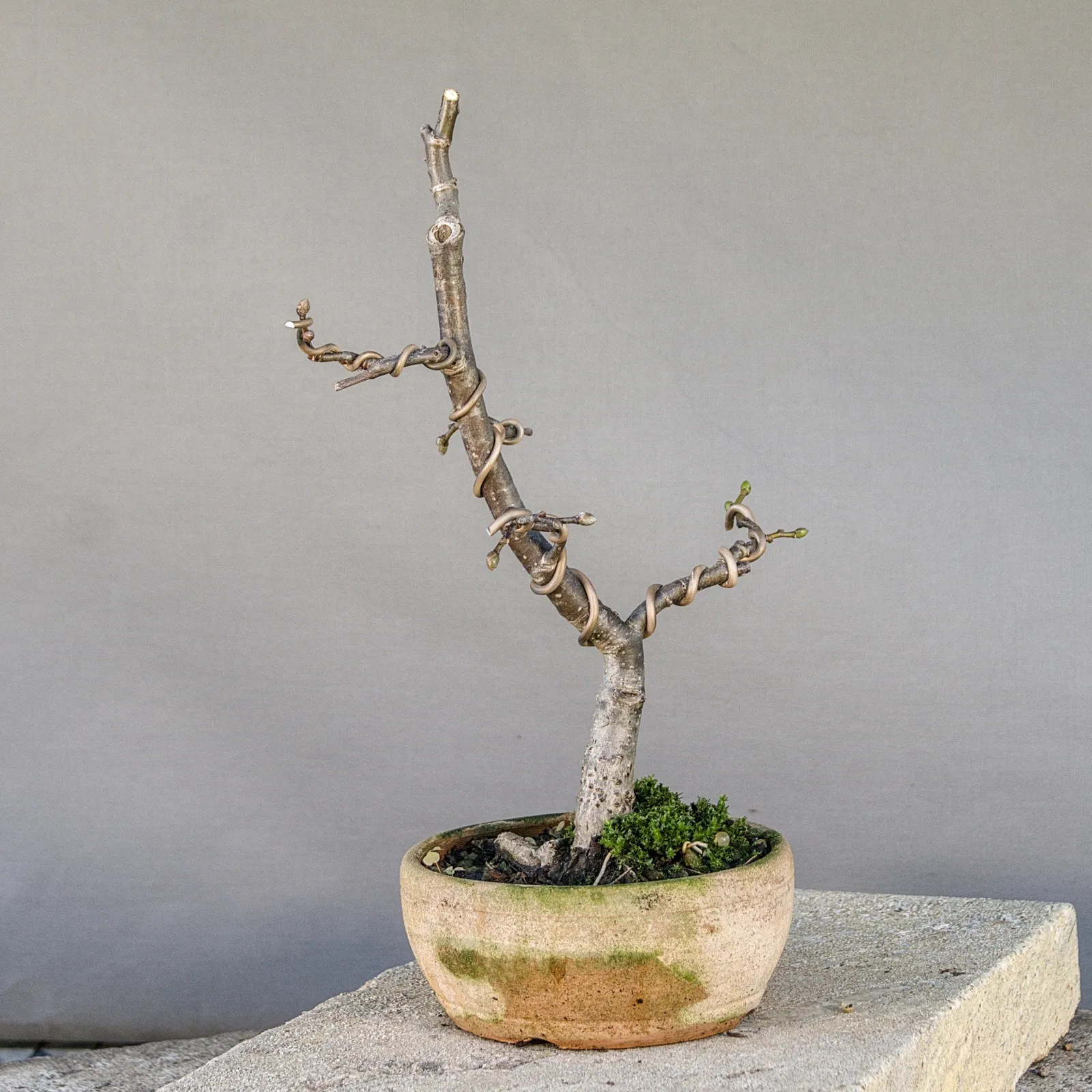 Bonsai di tiglio (Tilia cordata), filato, circa 5 anni, vista 6