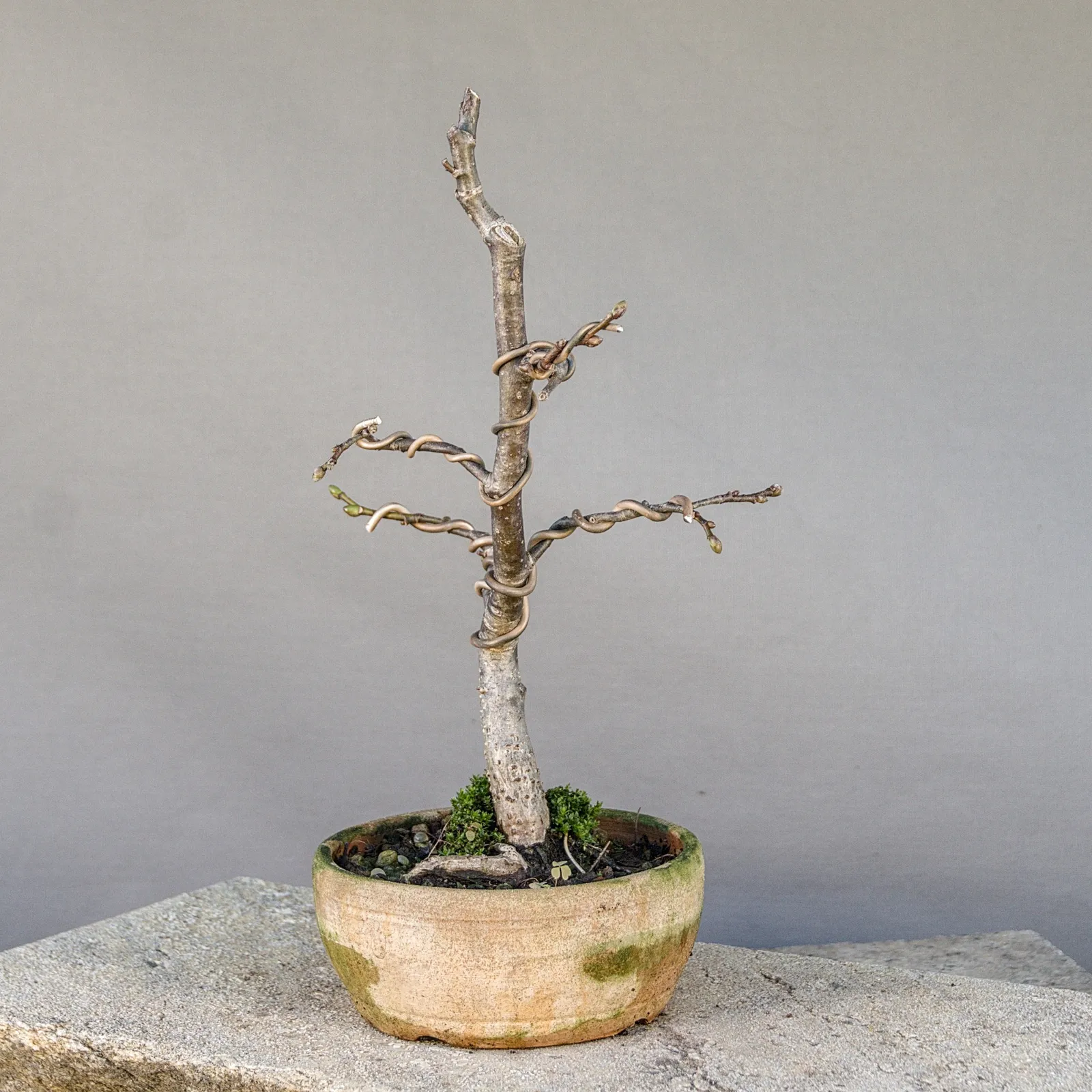 Bonsai di tiglio (Tilia cordata), filato, circa 5 anni, vista 5