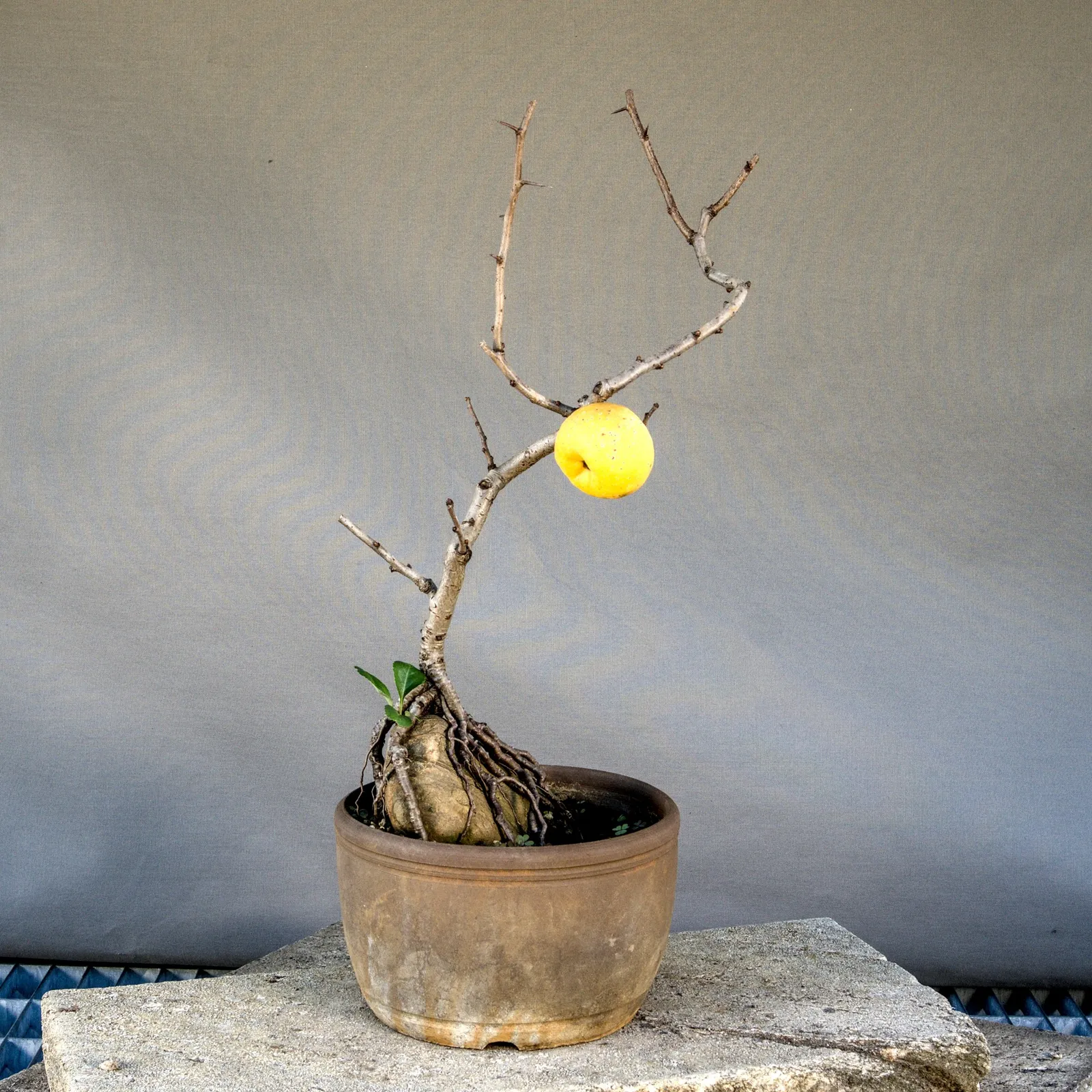 Japanese quince (Chaenomeles japonica) bonsai with fruit, about 5 years, view 6