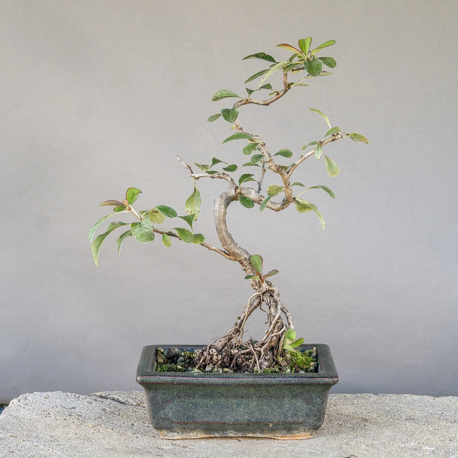 Japanese quince (Chaenomeles japonica) bonsai from seed, about 5 years, front