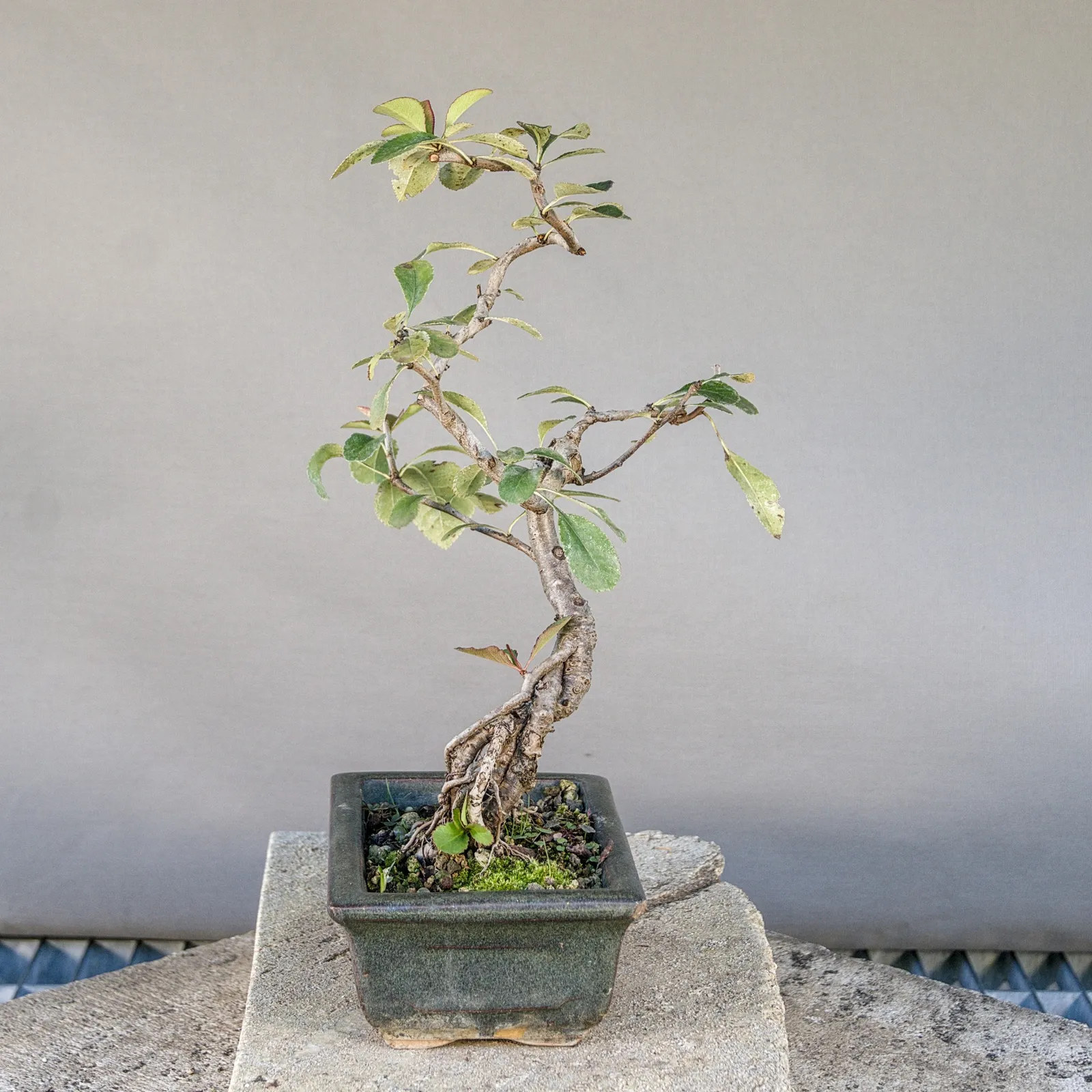 Japanese quince (Chaenomeles japonica) bonsai from seed, about 5 years, view 3