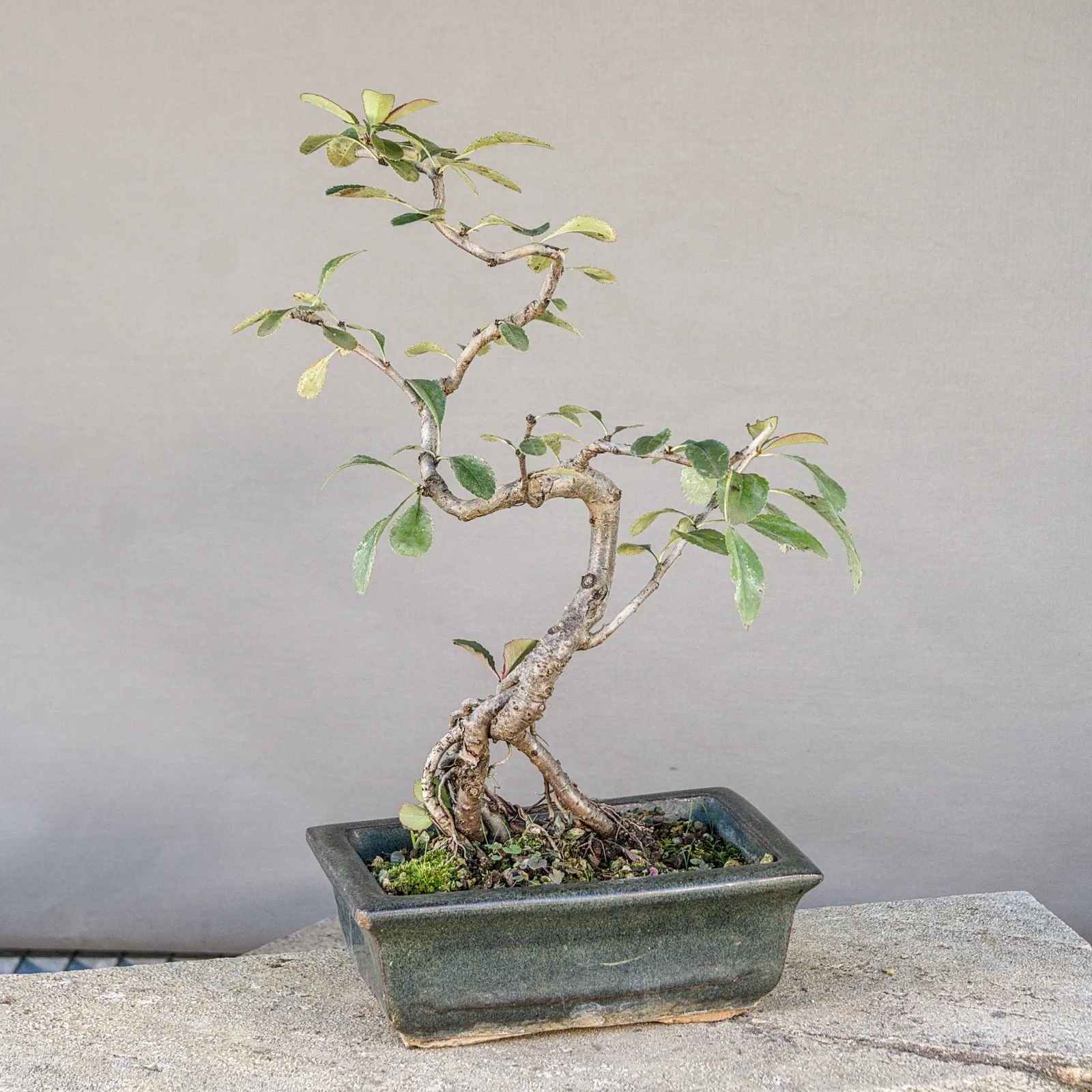 Japanese quince (Chaenomeles japonica) bonsai from seed, about 5 years, view 4