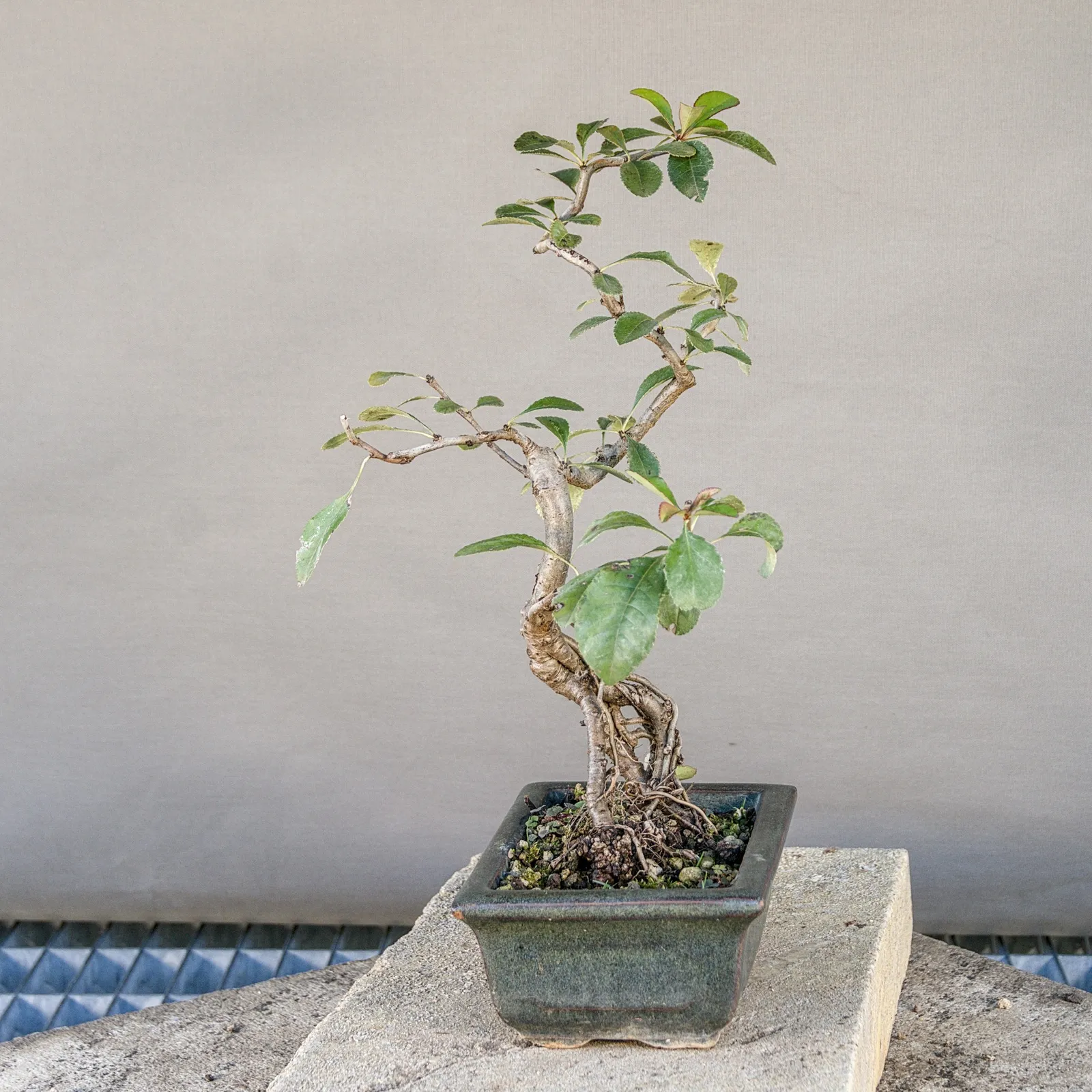 Japanese quince (Chaenomeles japonica) bonsai from seed, about 5 years, view 6