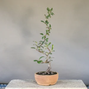 Japanese quince (Chaenomeles japonica) bonsai, slender trunk, about 5 years, front