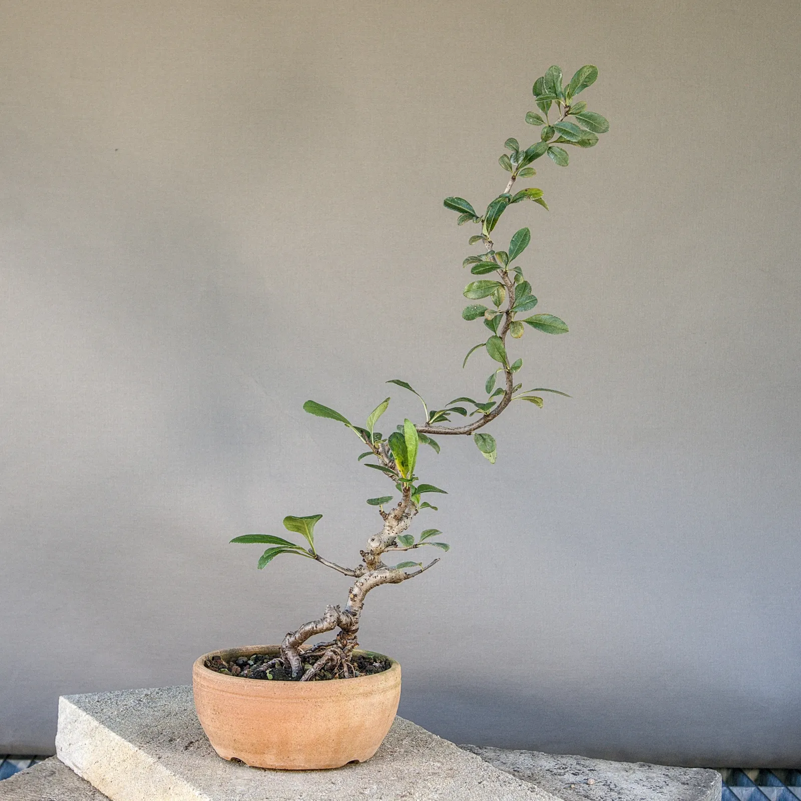 Japanese quince (Chaenomeles japonica) bonsai, slender trunk, about 5 years, view 3