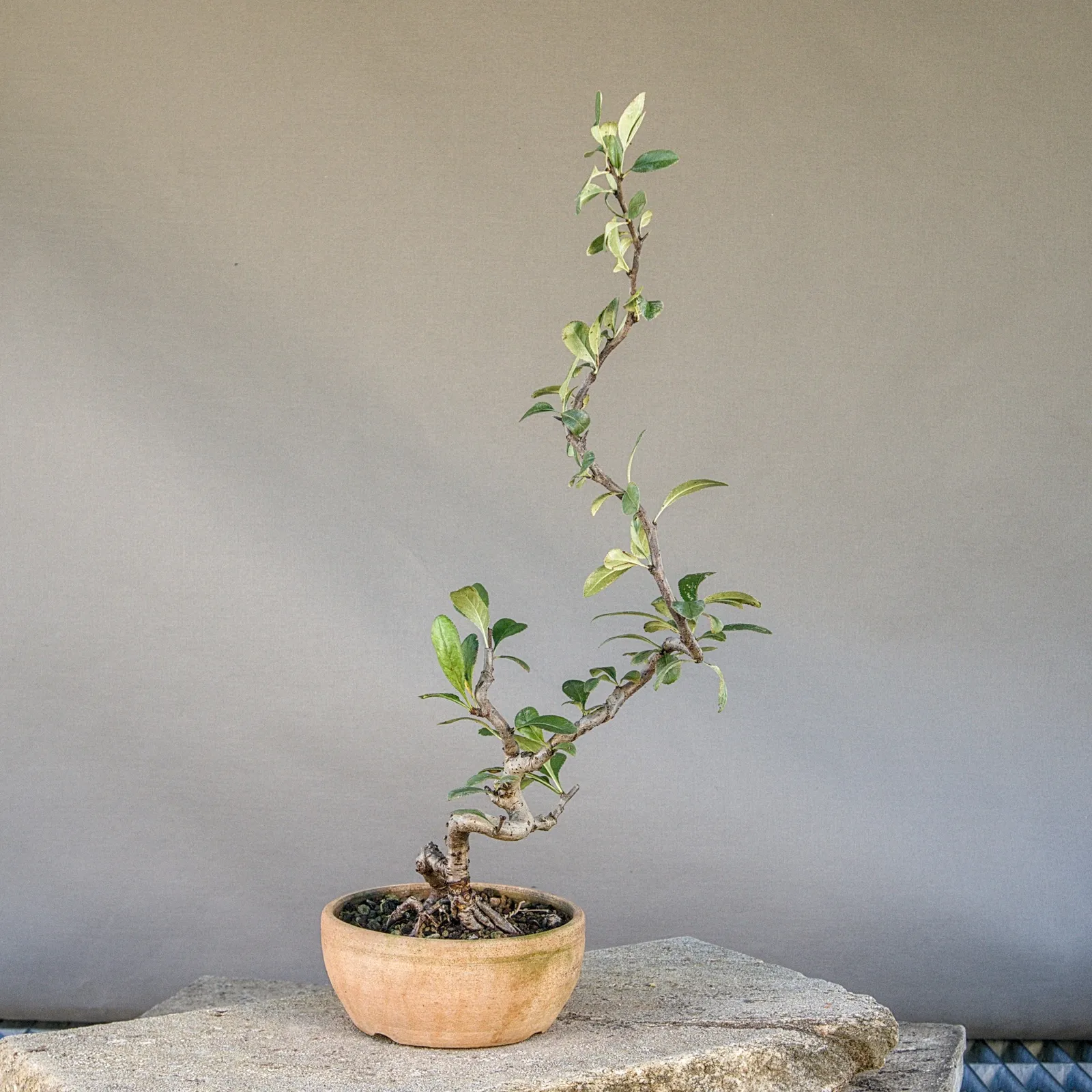 Japanese quince (Chaenomeles japonica) bonsai, slender trunk, about 5 years, view 4