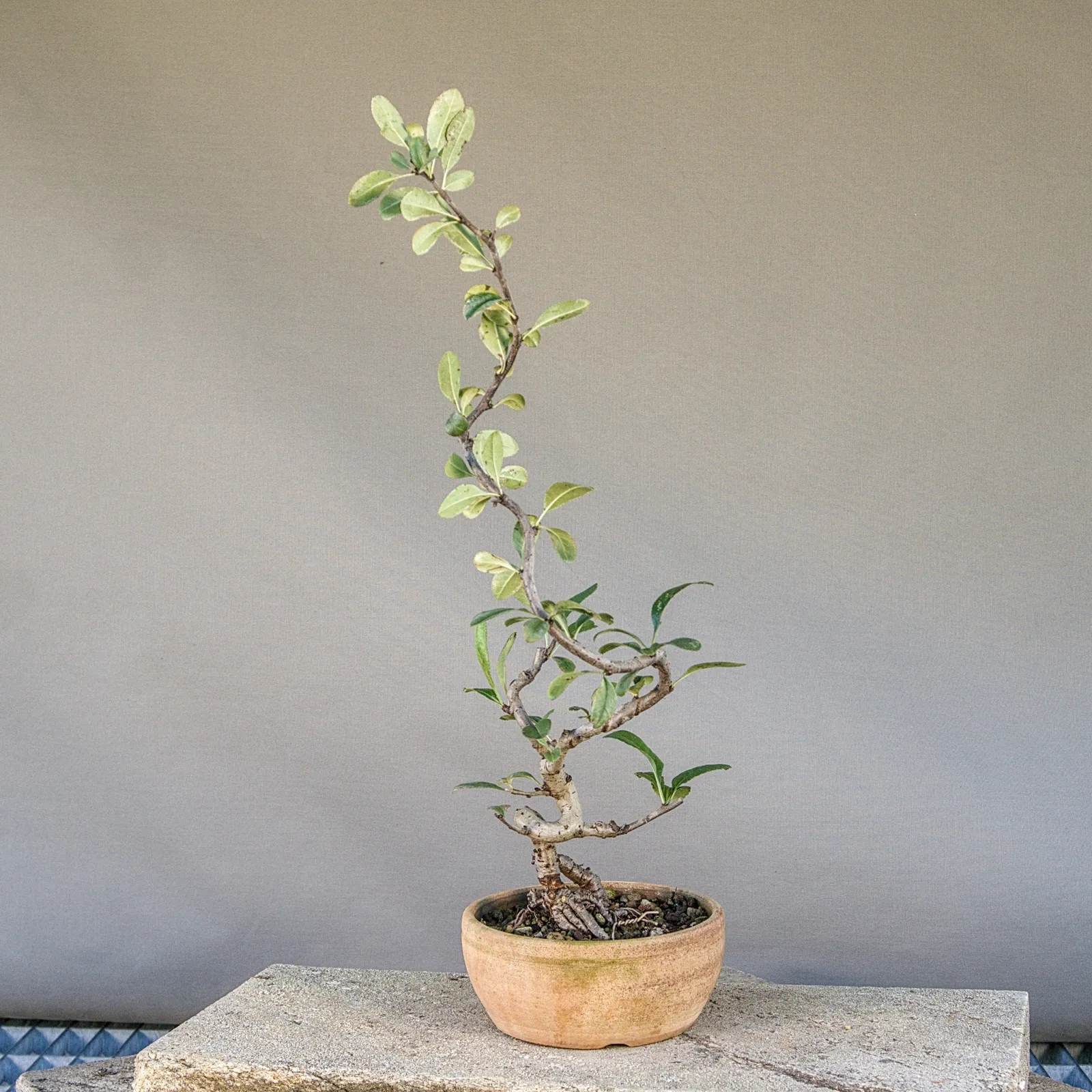 Japanese quince (Chaenomeles japonica) bonsai, slender trunk, about 5 years, view 5