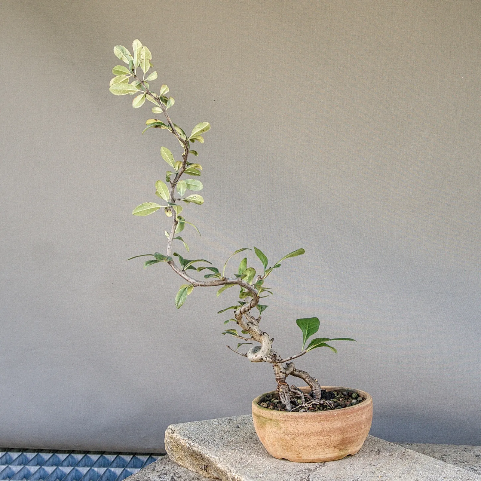 Japanese quince (Chaenomeles japonica) bonsai, slender trunk, about 5 years, view 6