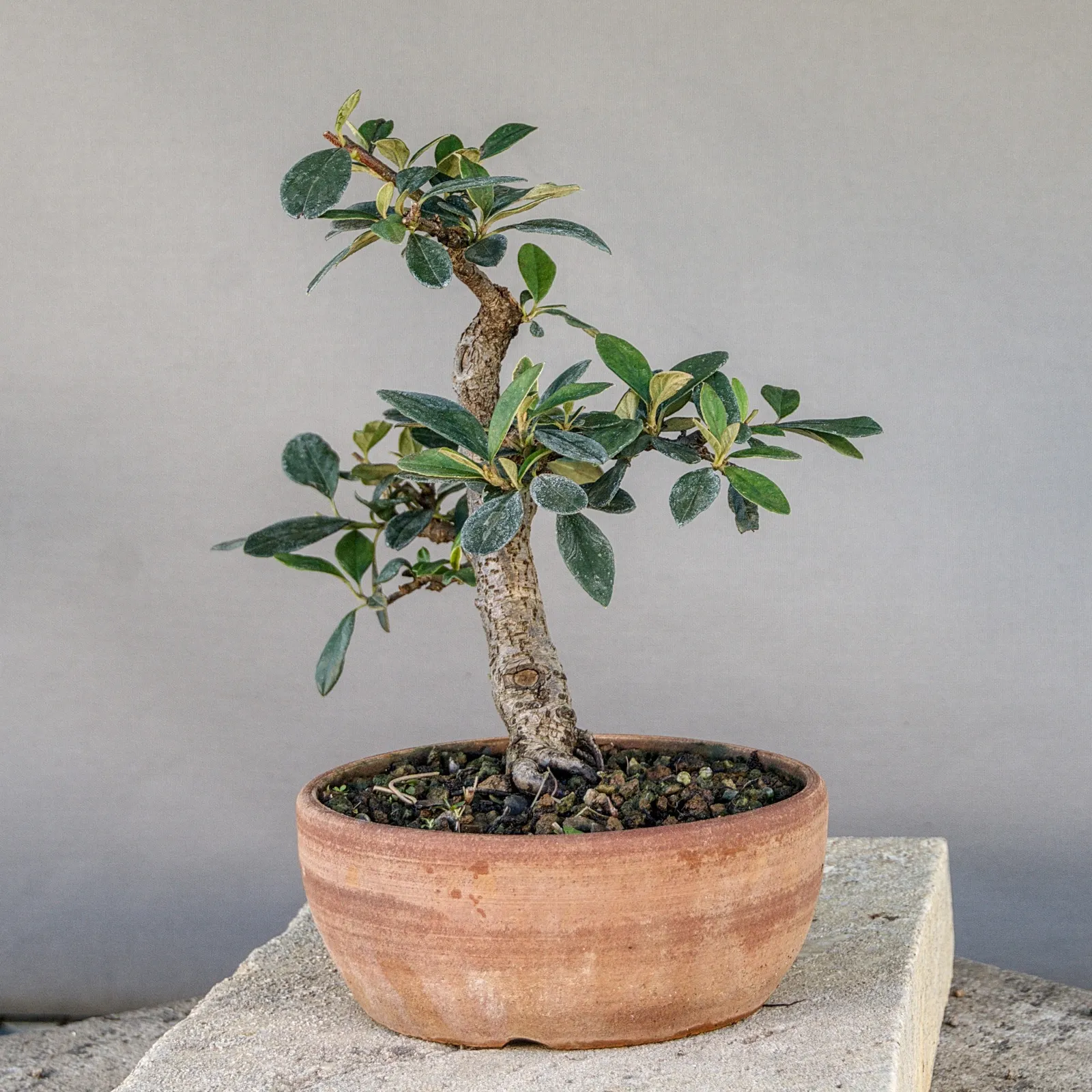 Cotoneaster Bonsai (Zwergmispel, Cotoneaster simonsii), frei aufrecht, ca. 15 Jahre, Ansicht 3