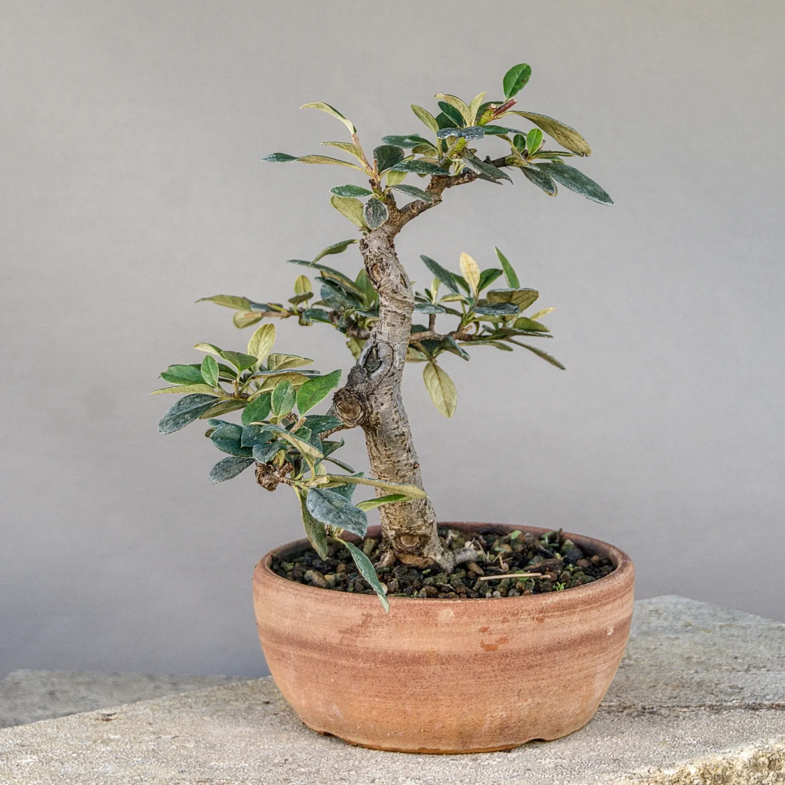 Cotoneaster Bonsai (Zwergmispel, Cotoneaster simonsii), frei aufrecht, ca. 15 Jahre, Ansicht 6