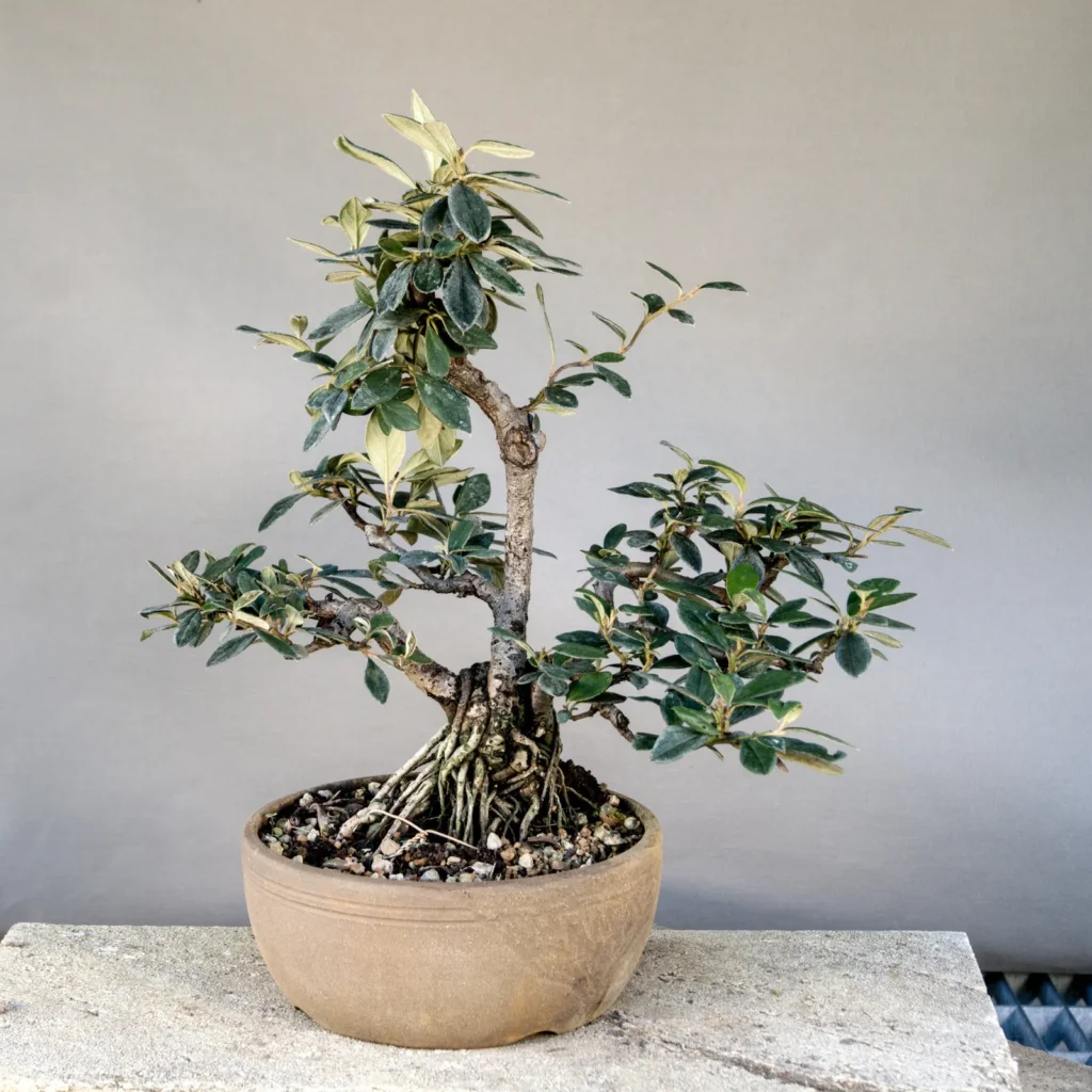 Cotoneaster simonsii multi-trunk bonsai, about 10 years, front