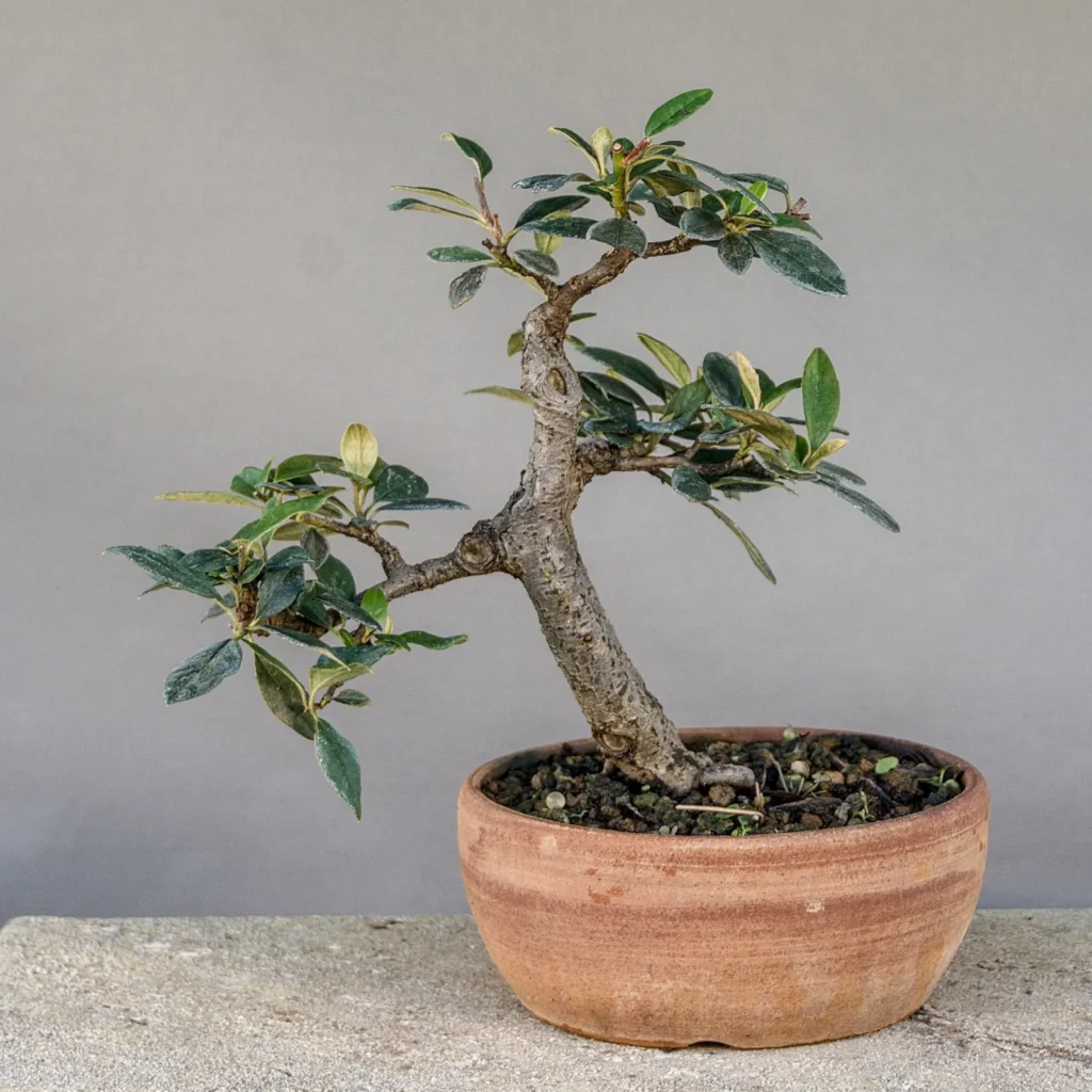 Cotoneaster simonsii bonsai, informal upright, about 15 years, front