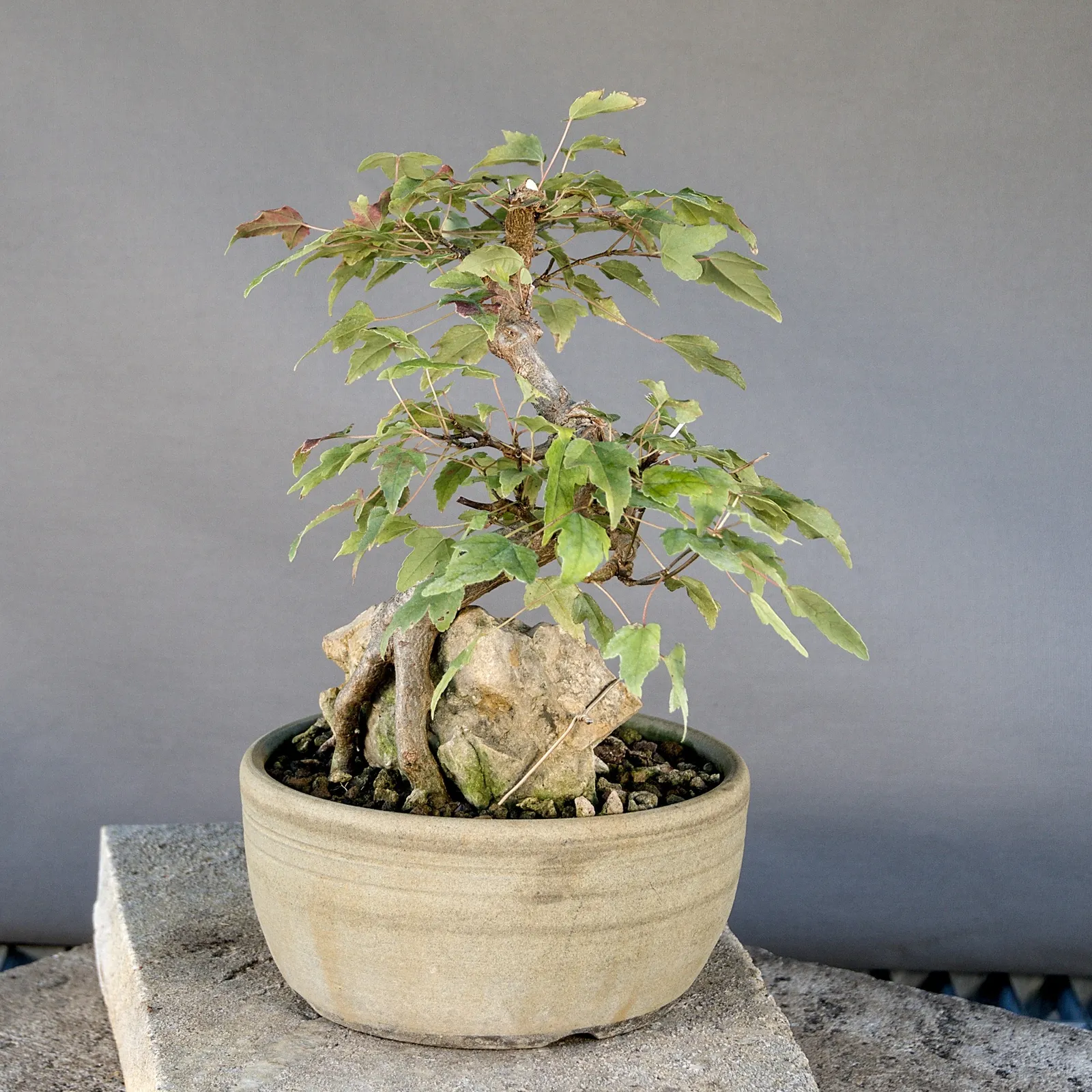 Dreispitzahorn Bonsai (Acer buergerianum) auf Fels, ca. 20 Jahre, Ansicht 3