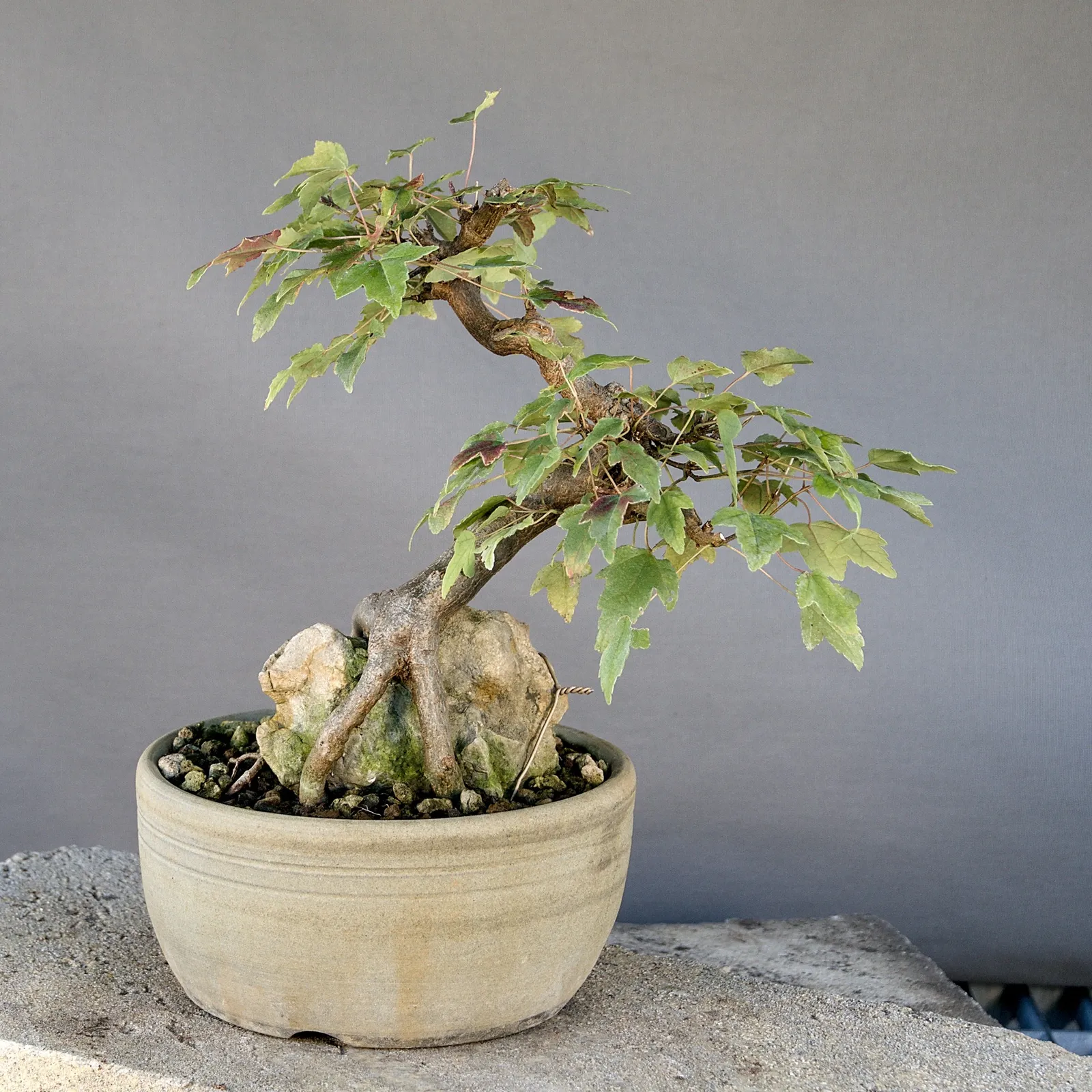Dreispitzahorn Bonsai (Acer buergerianum) auf Fels, ca. 20 Jahre, Ansicht 4